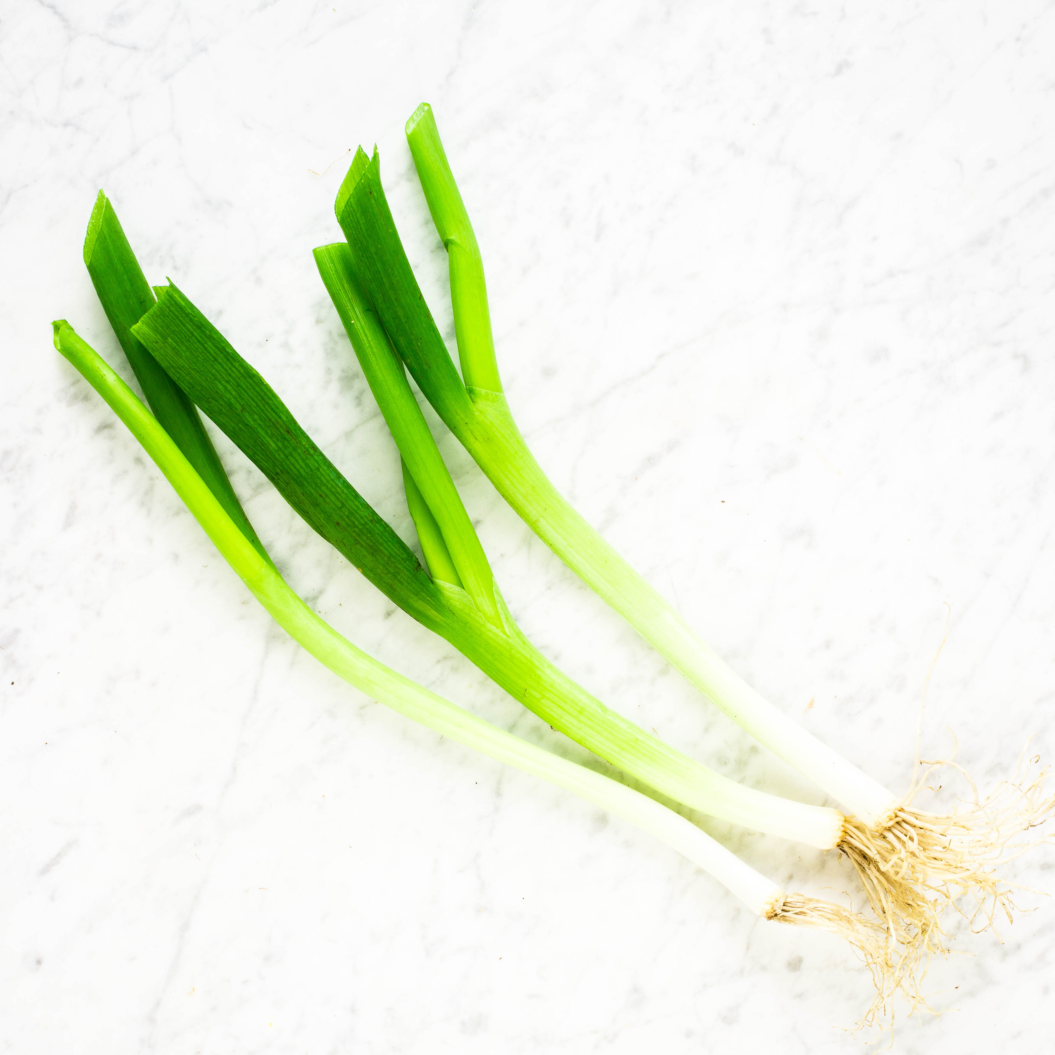 Scallion