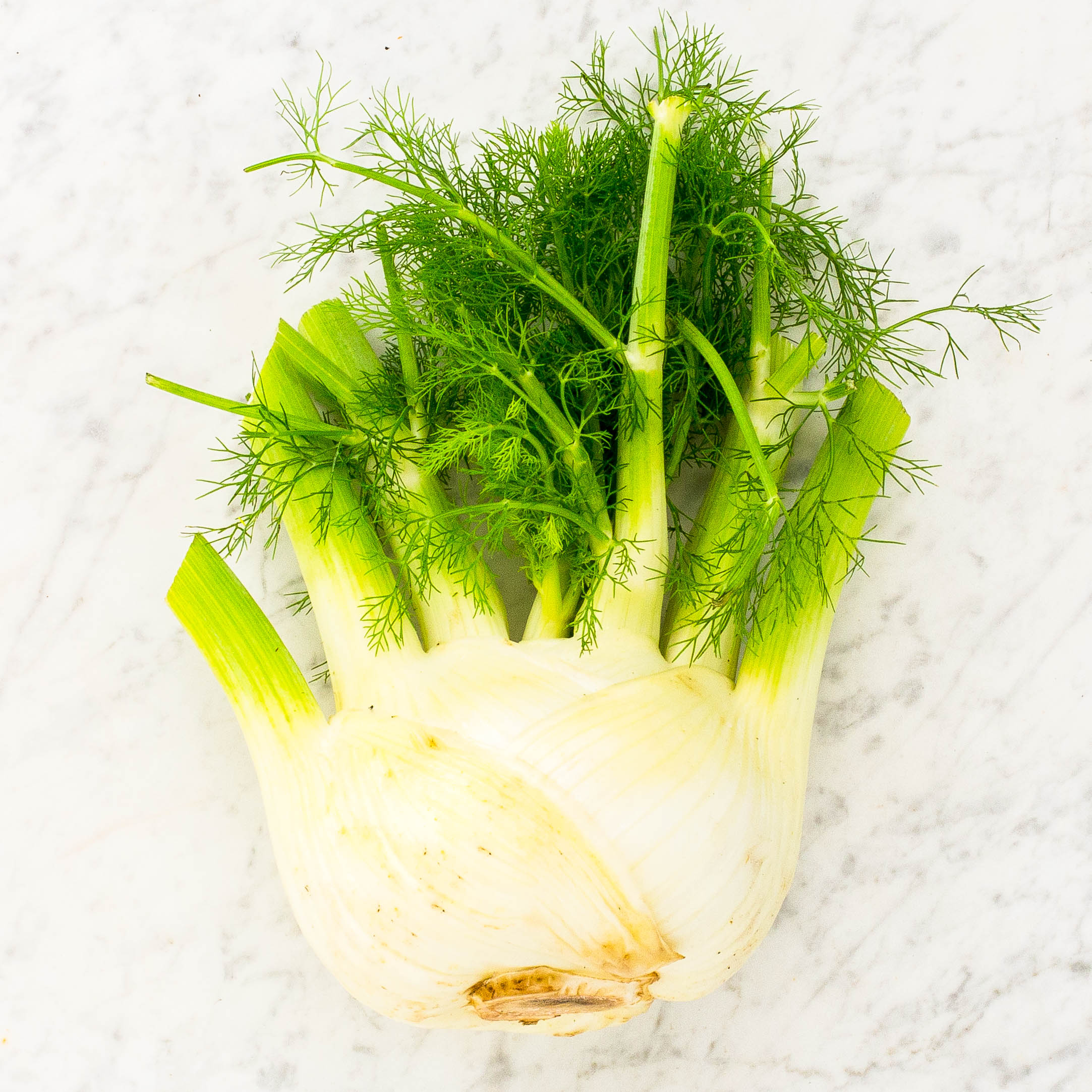 Fennel Bulb
