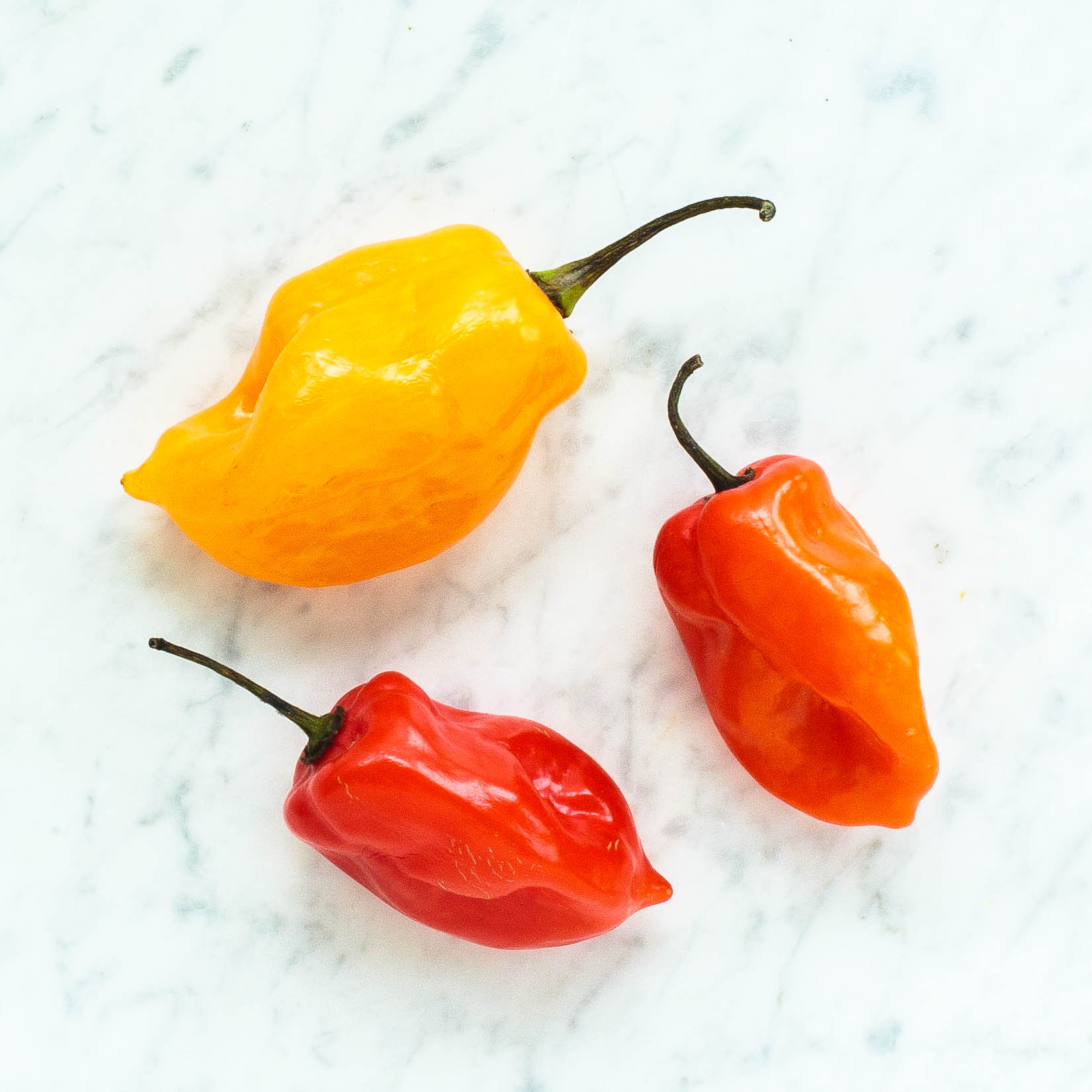 Scotch Bonnet