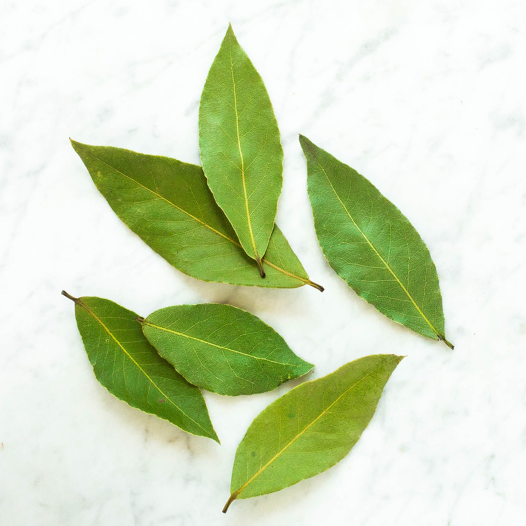 Bay Leaf