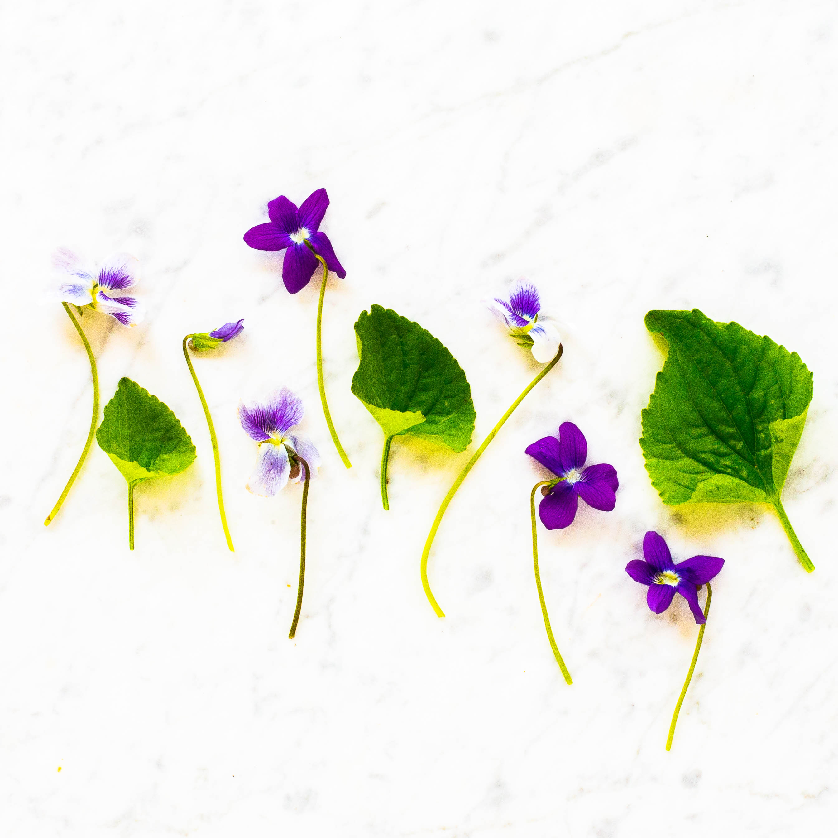 Wild Violet