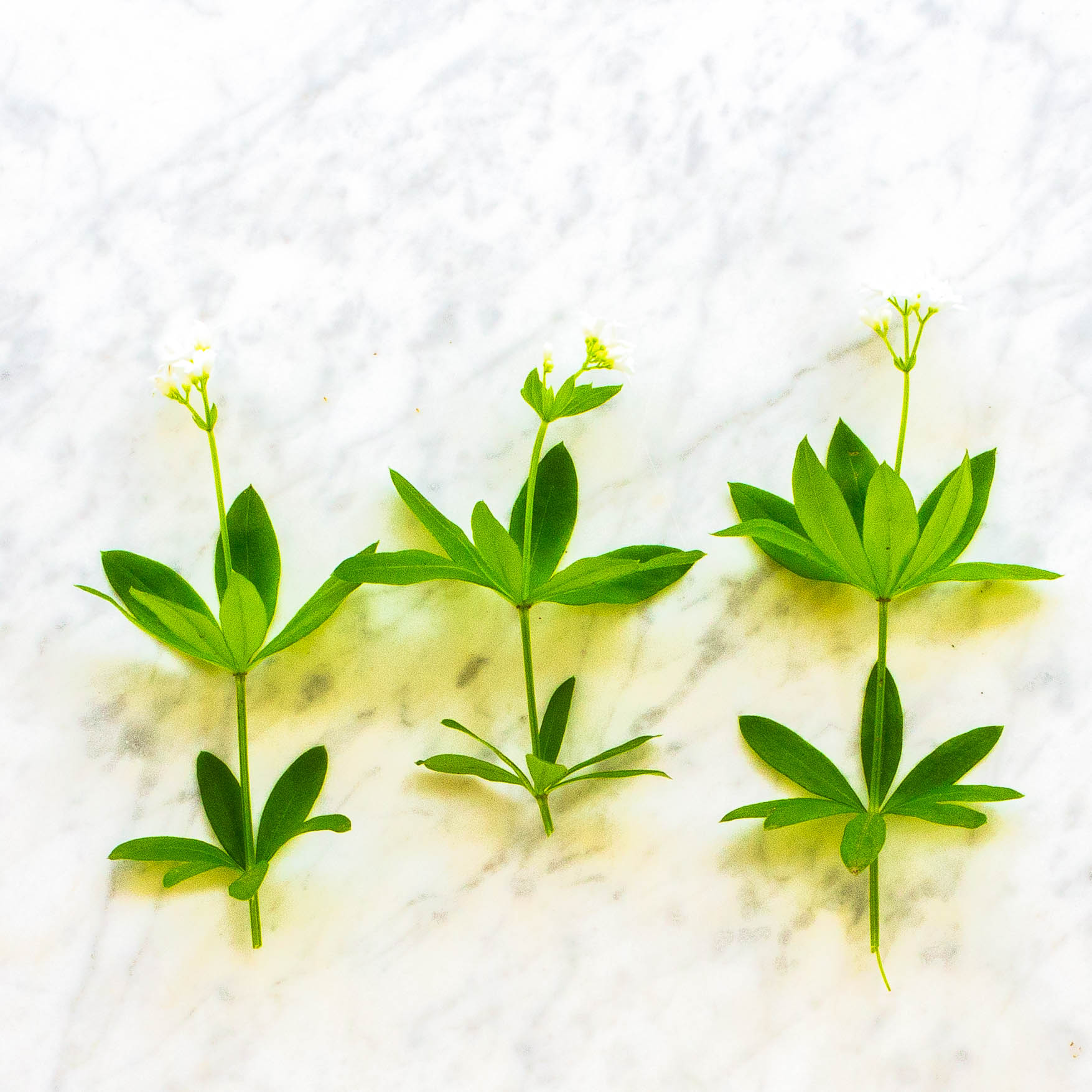 Sweet Woodruff