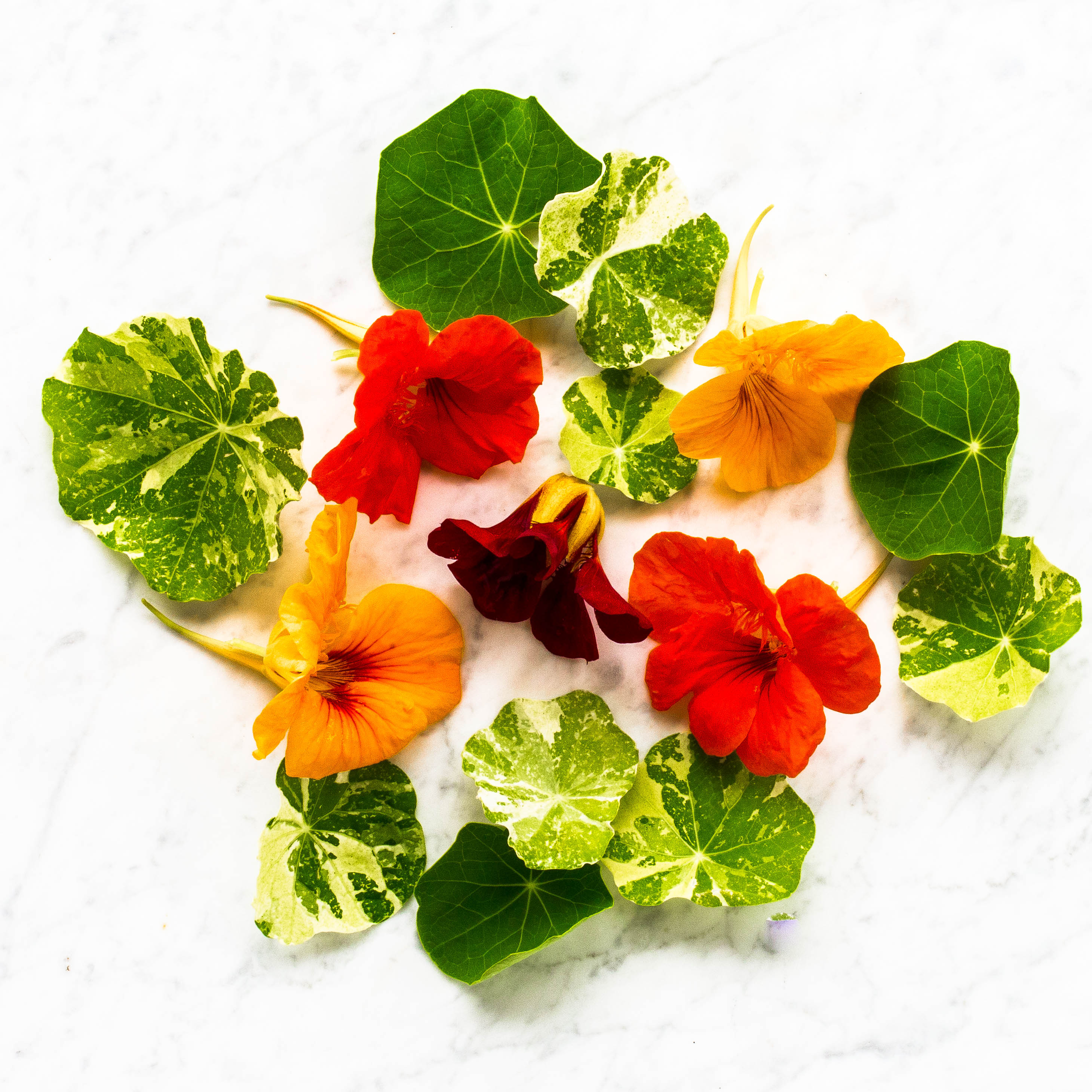 Edible Flowers