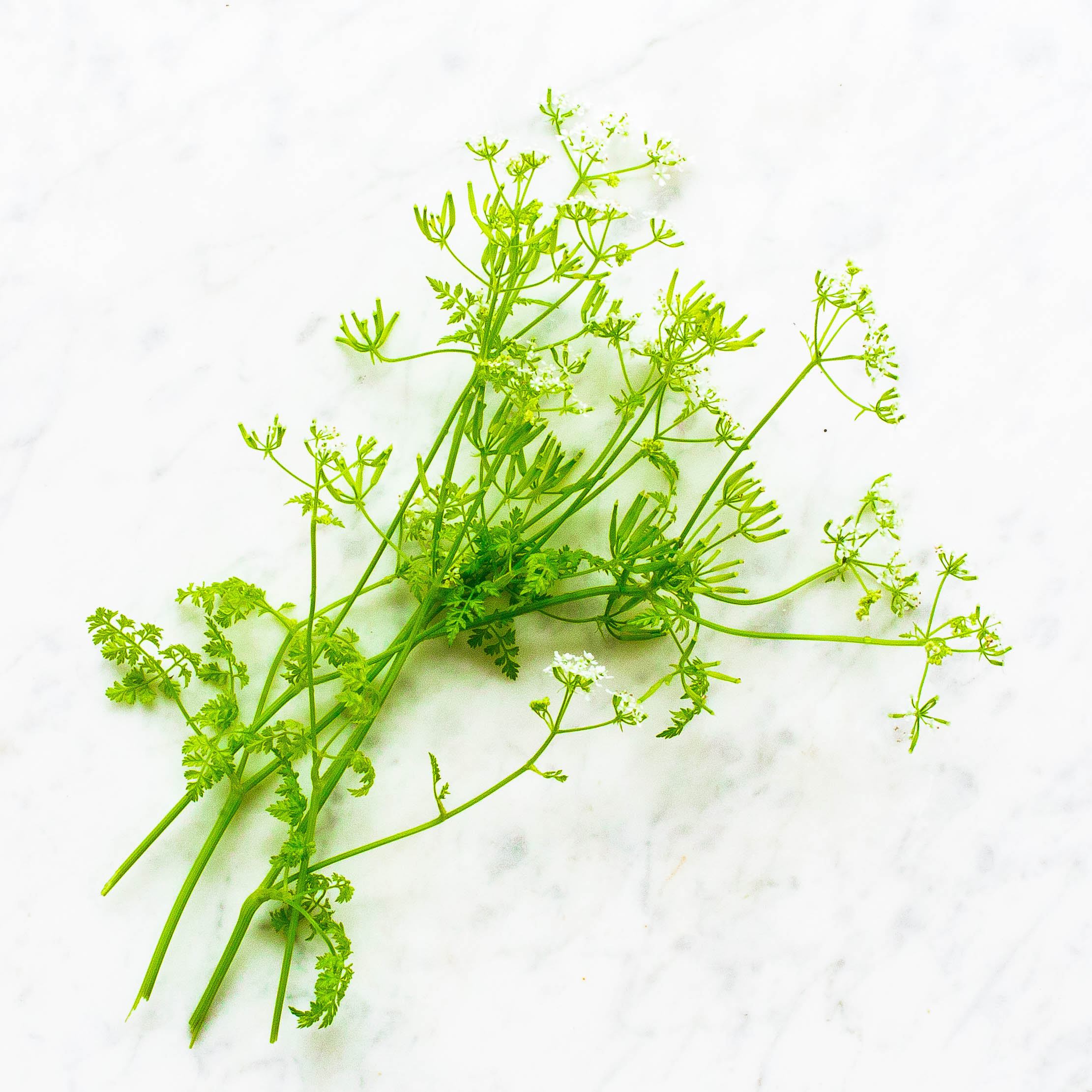 Chervil
