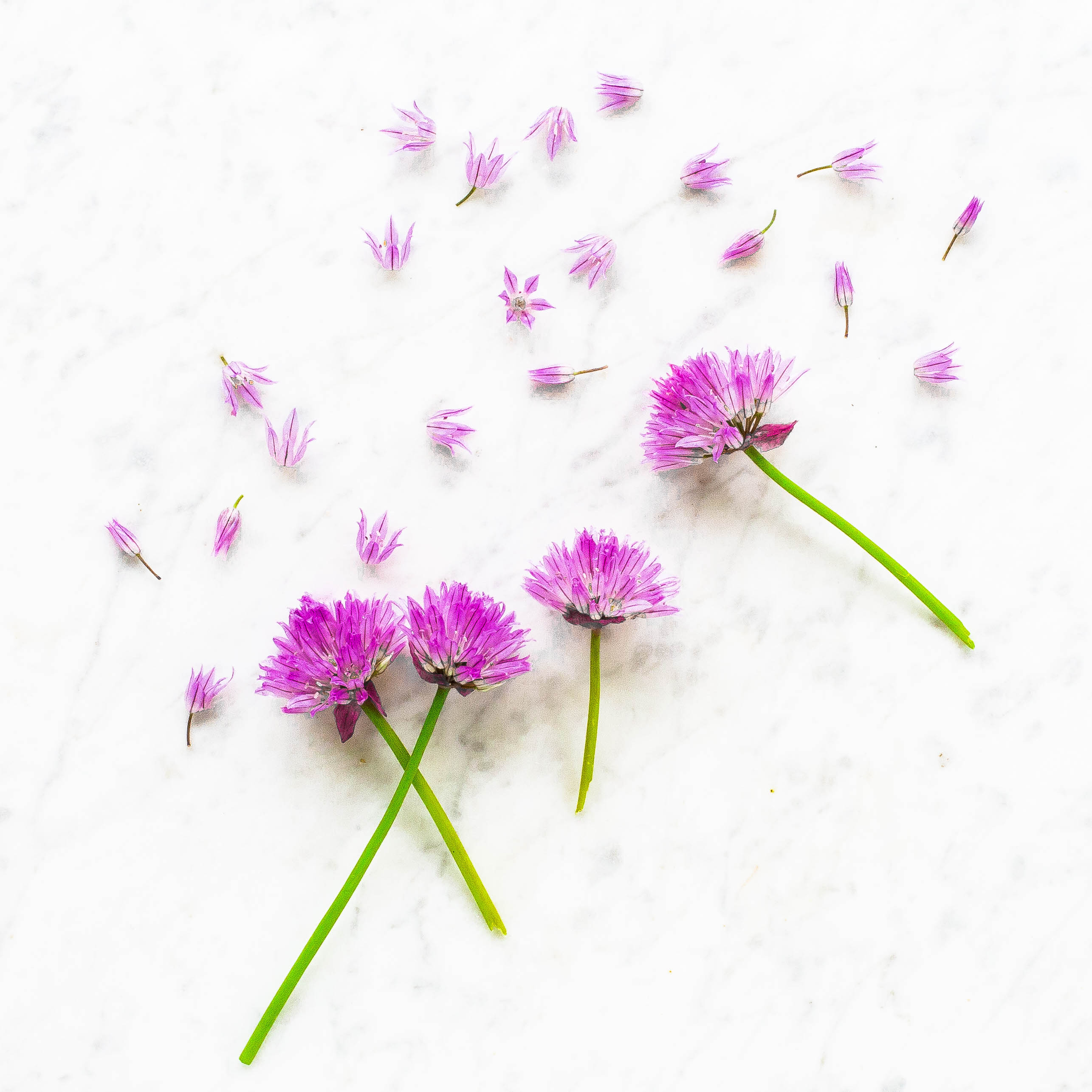 Chive Blossoms