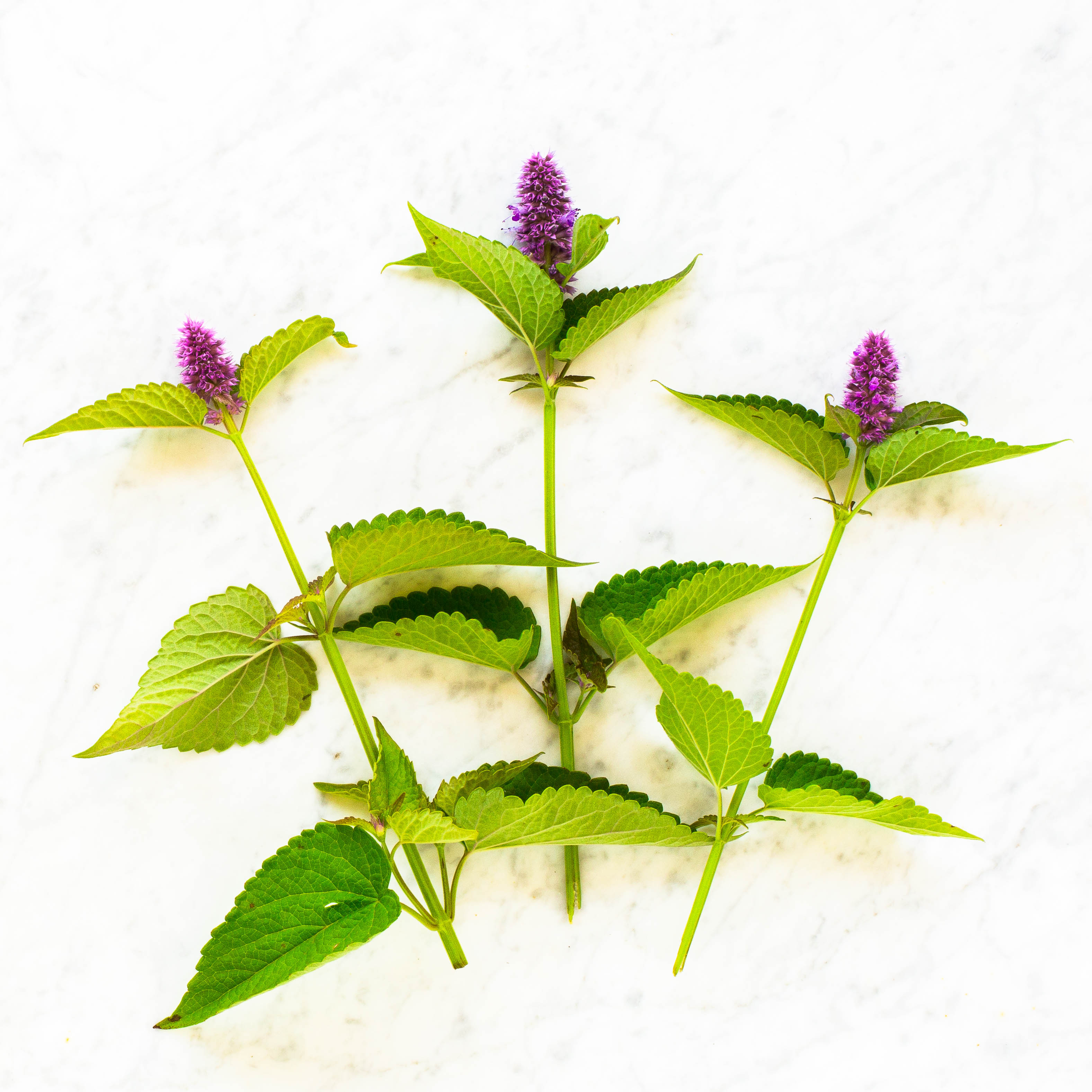 Anise Hyssop