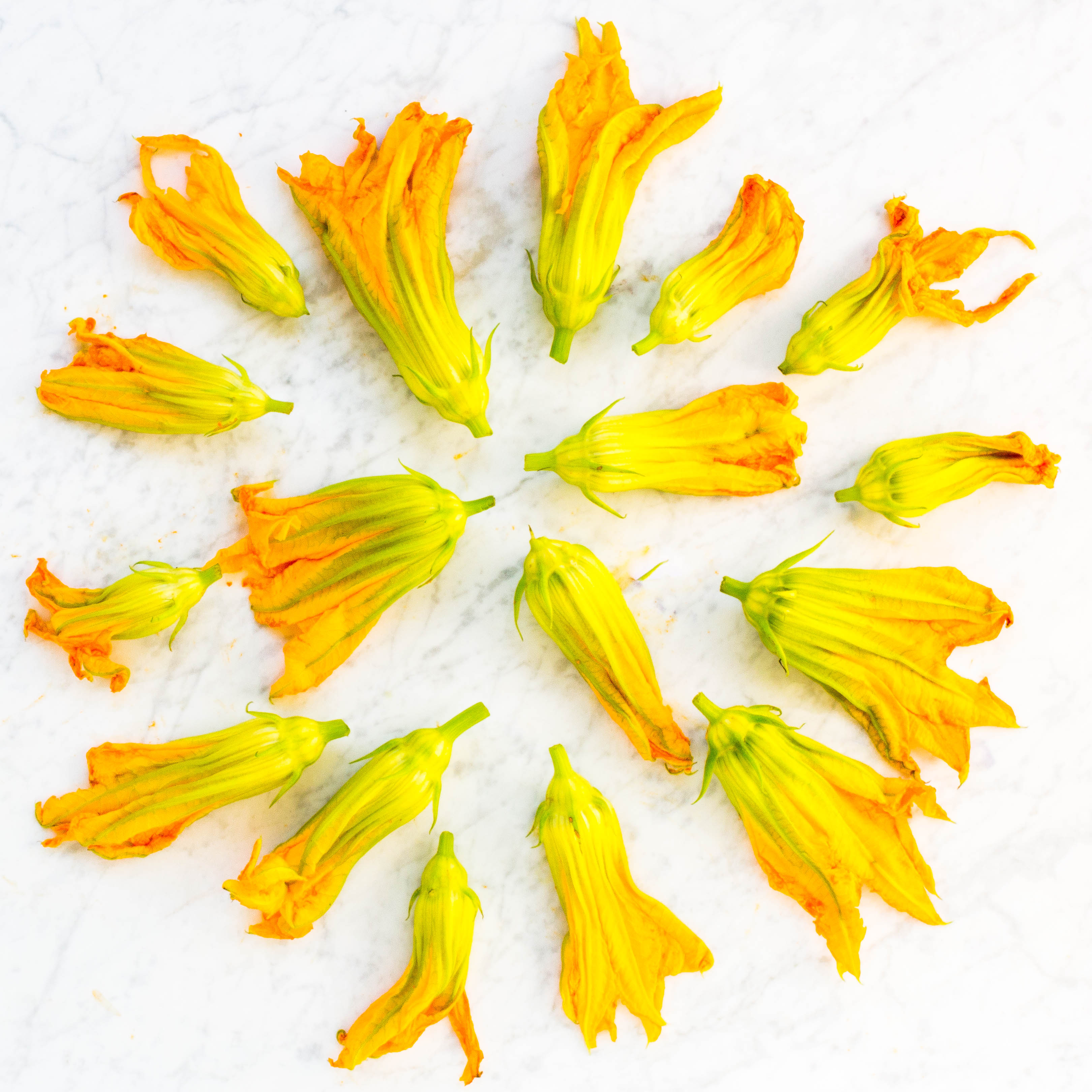 Squash Blossoms