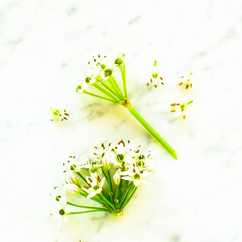 Garlic Chives