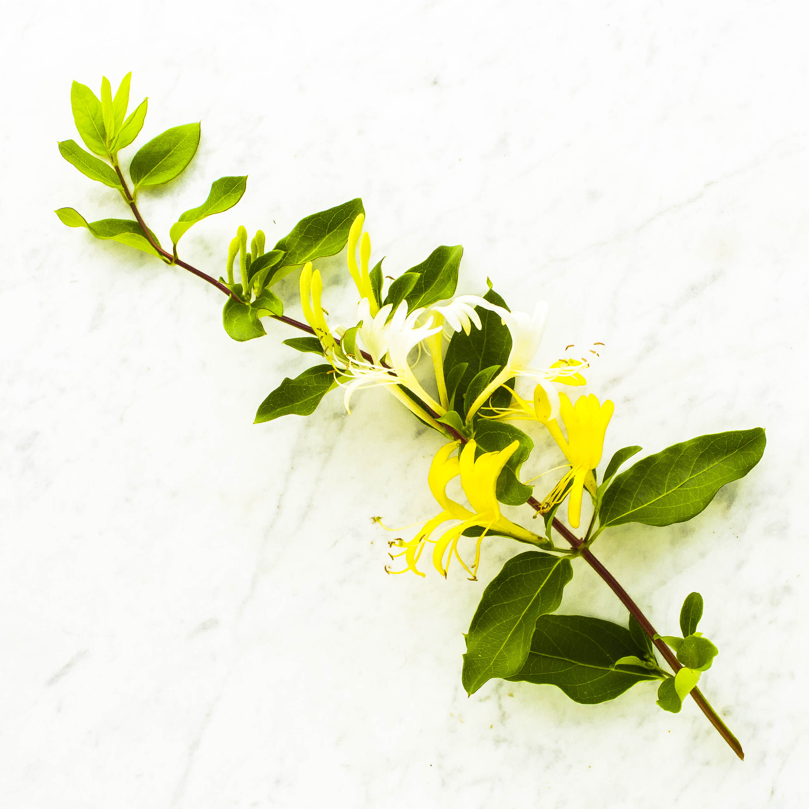 Honeysuckle