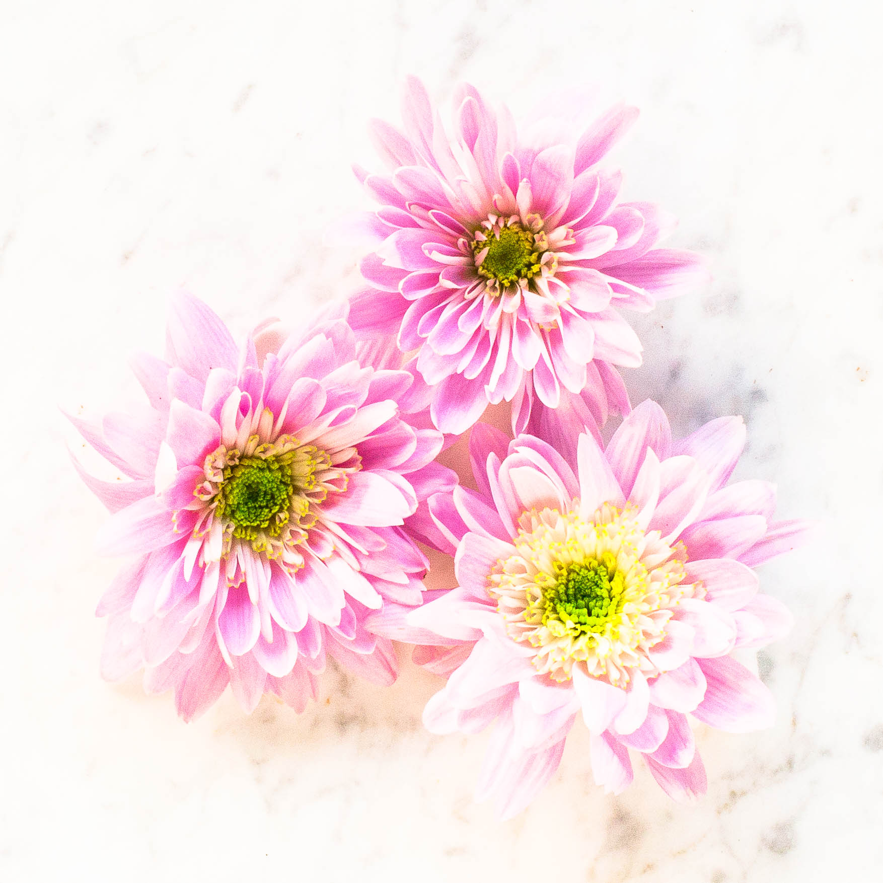 Chrysanthemum