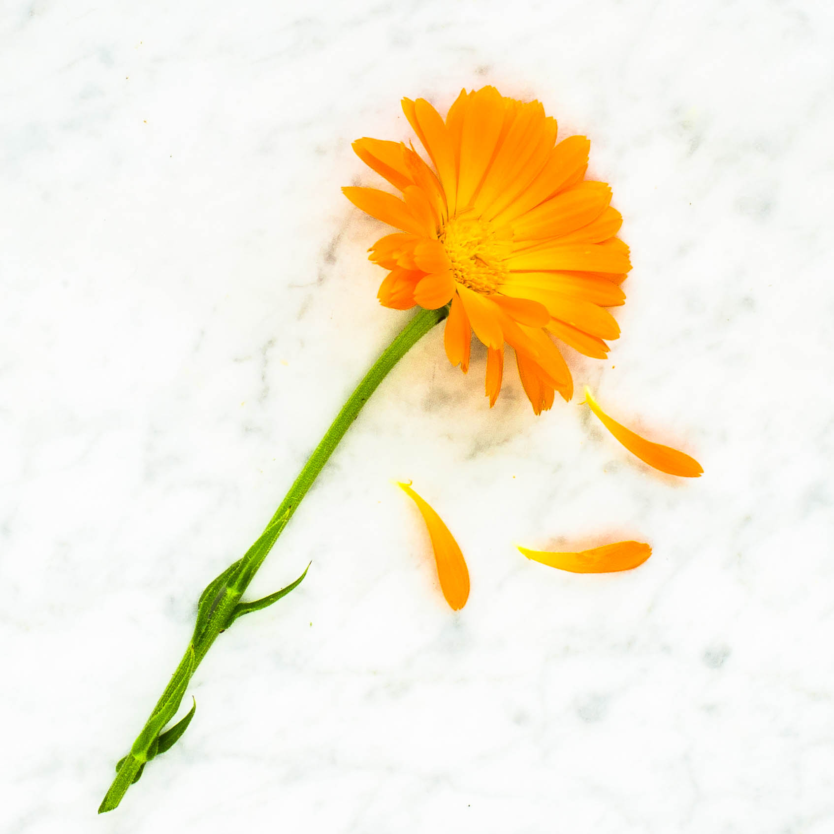 Calendula