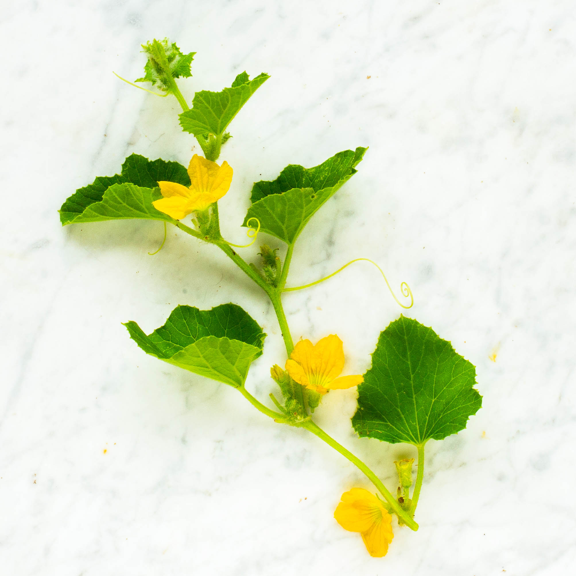 Cucumber Blossoms