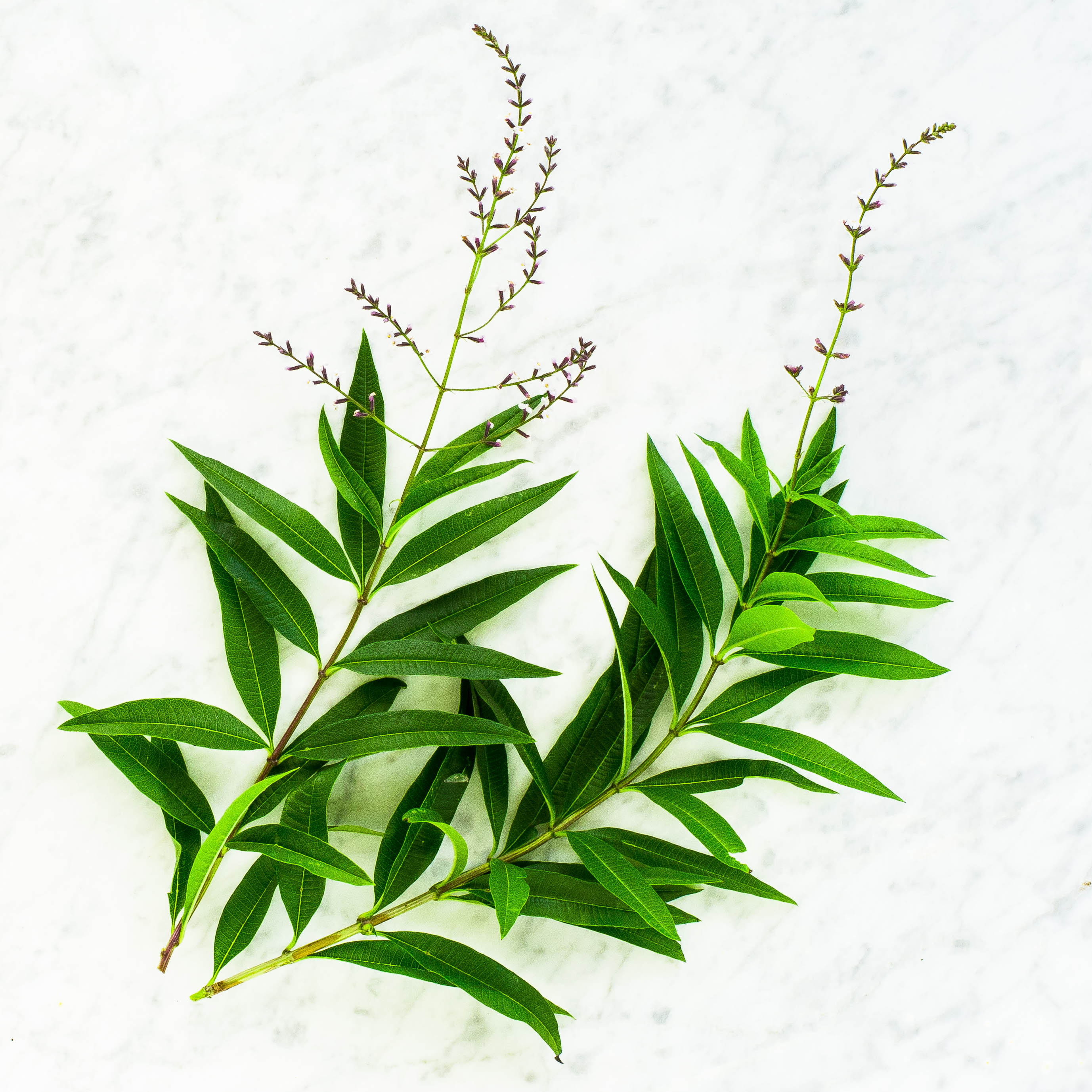 Lemon Verbena