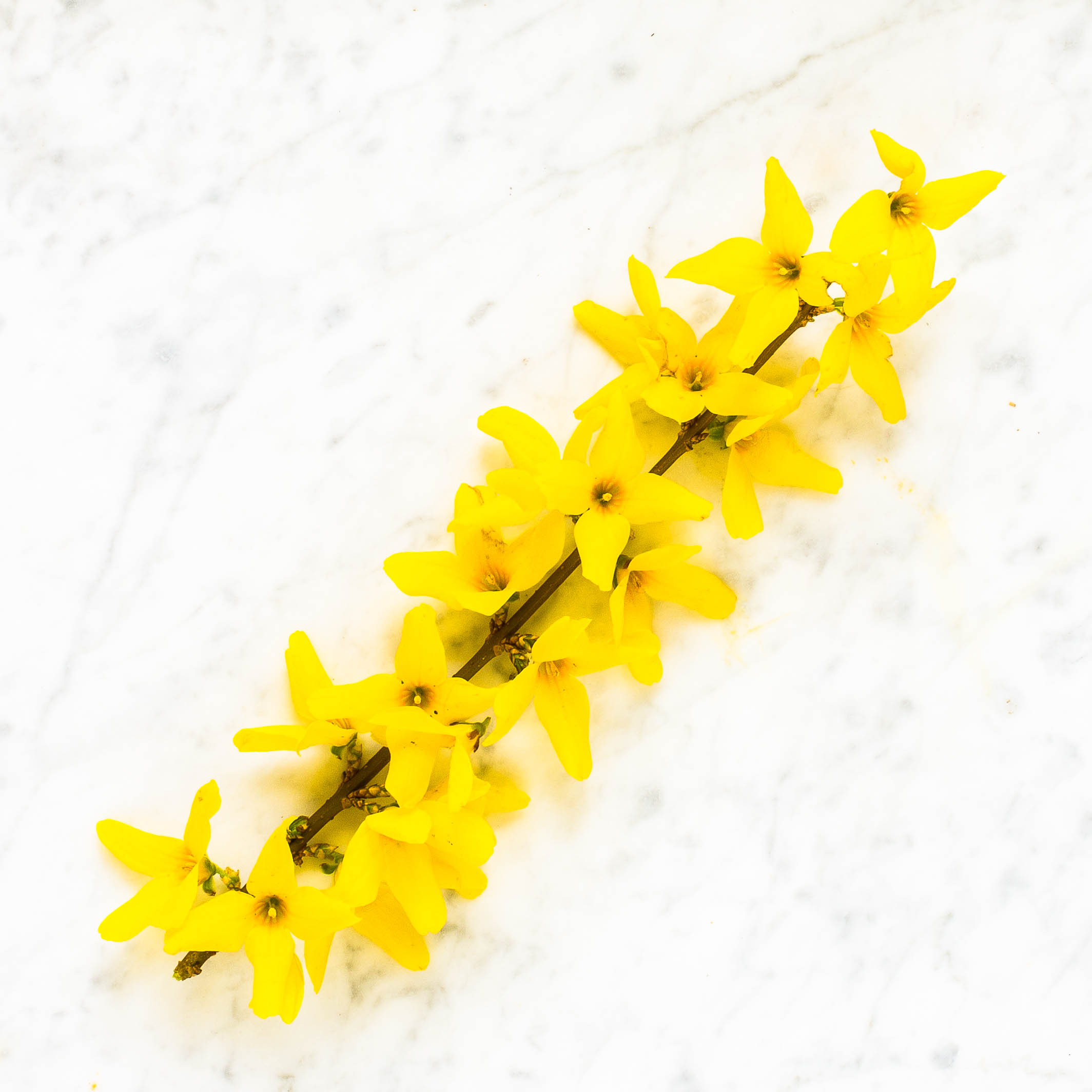 Forsythia