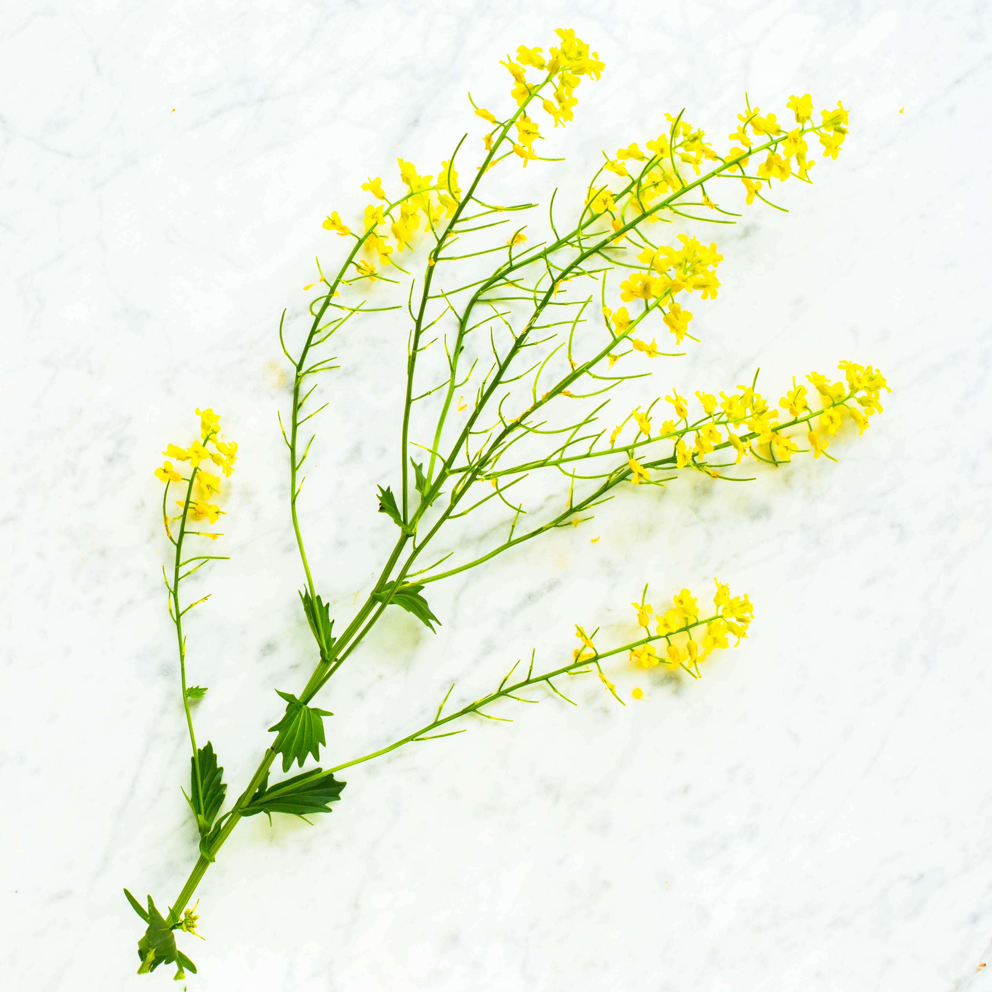 Wild Mustard