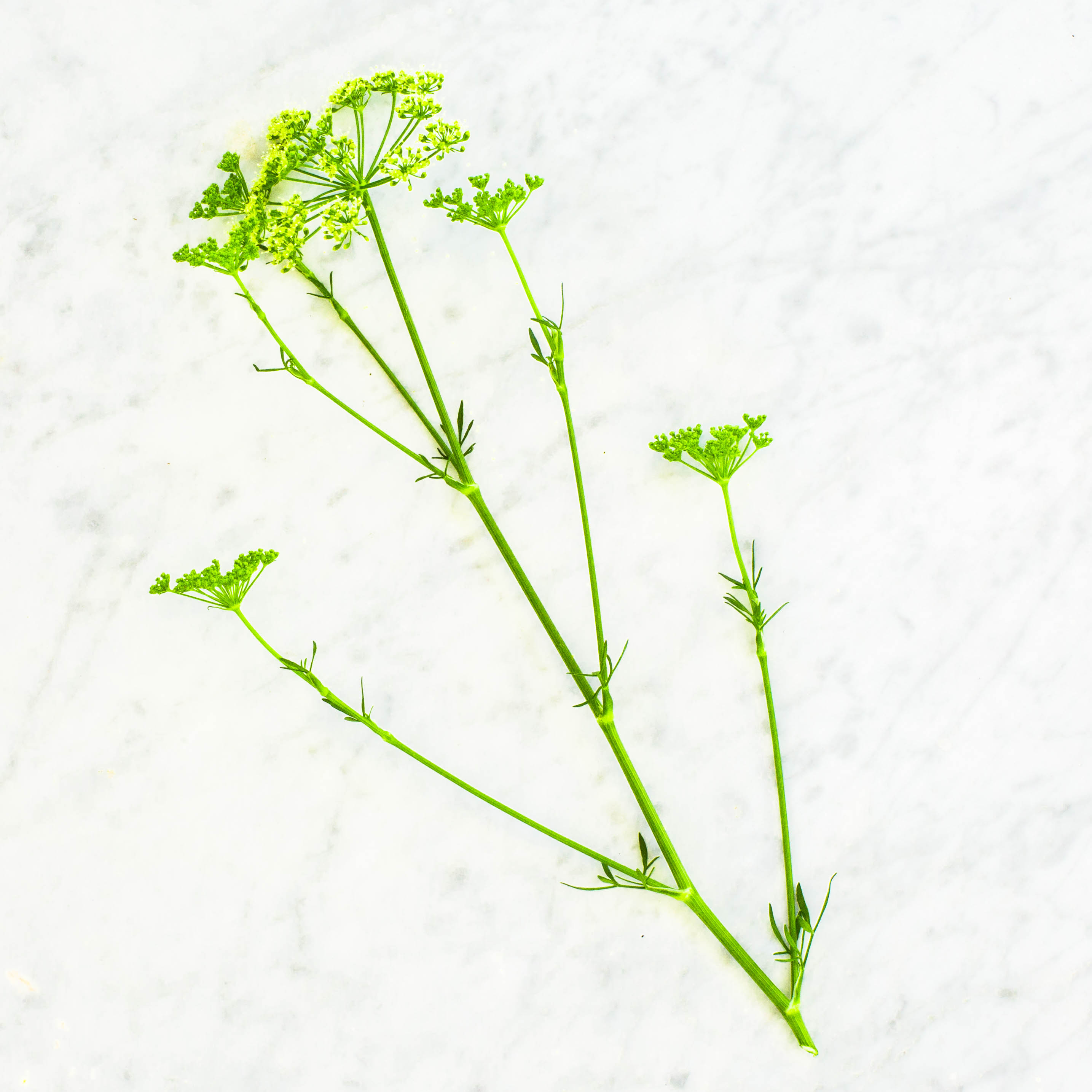 Parsley Flower