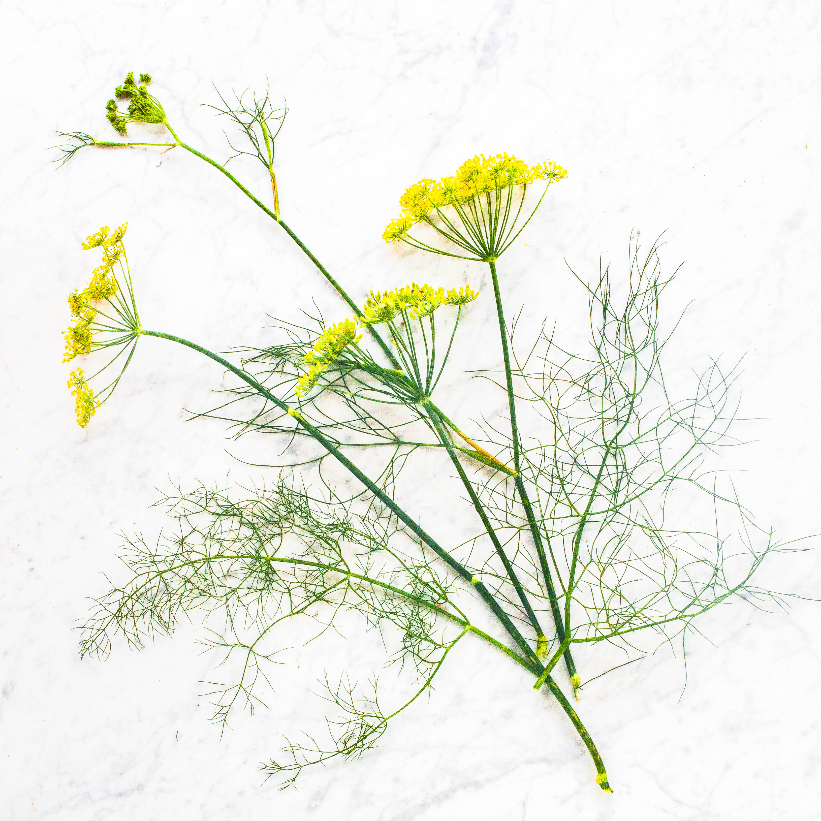 Fennel