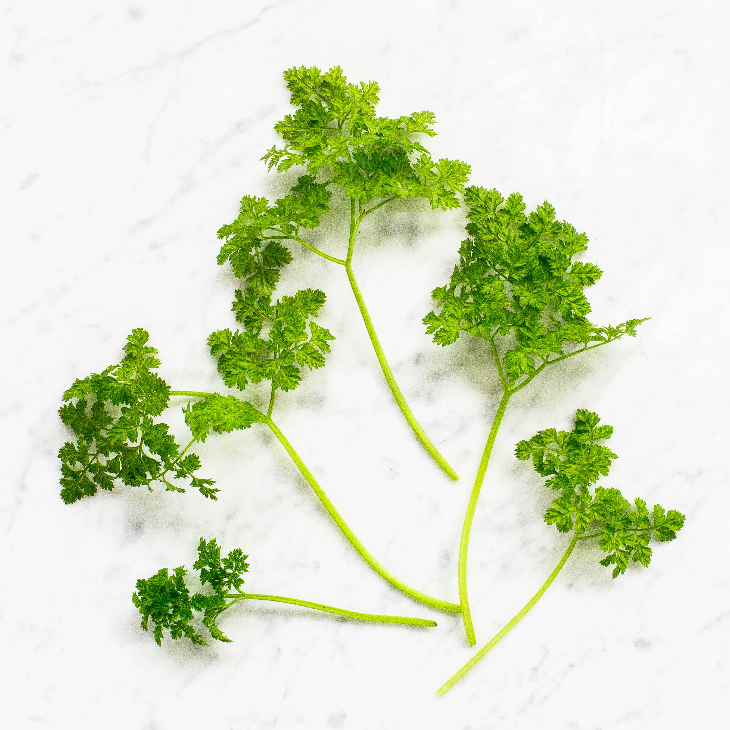 Chervil