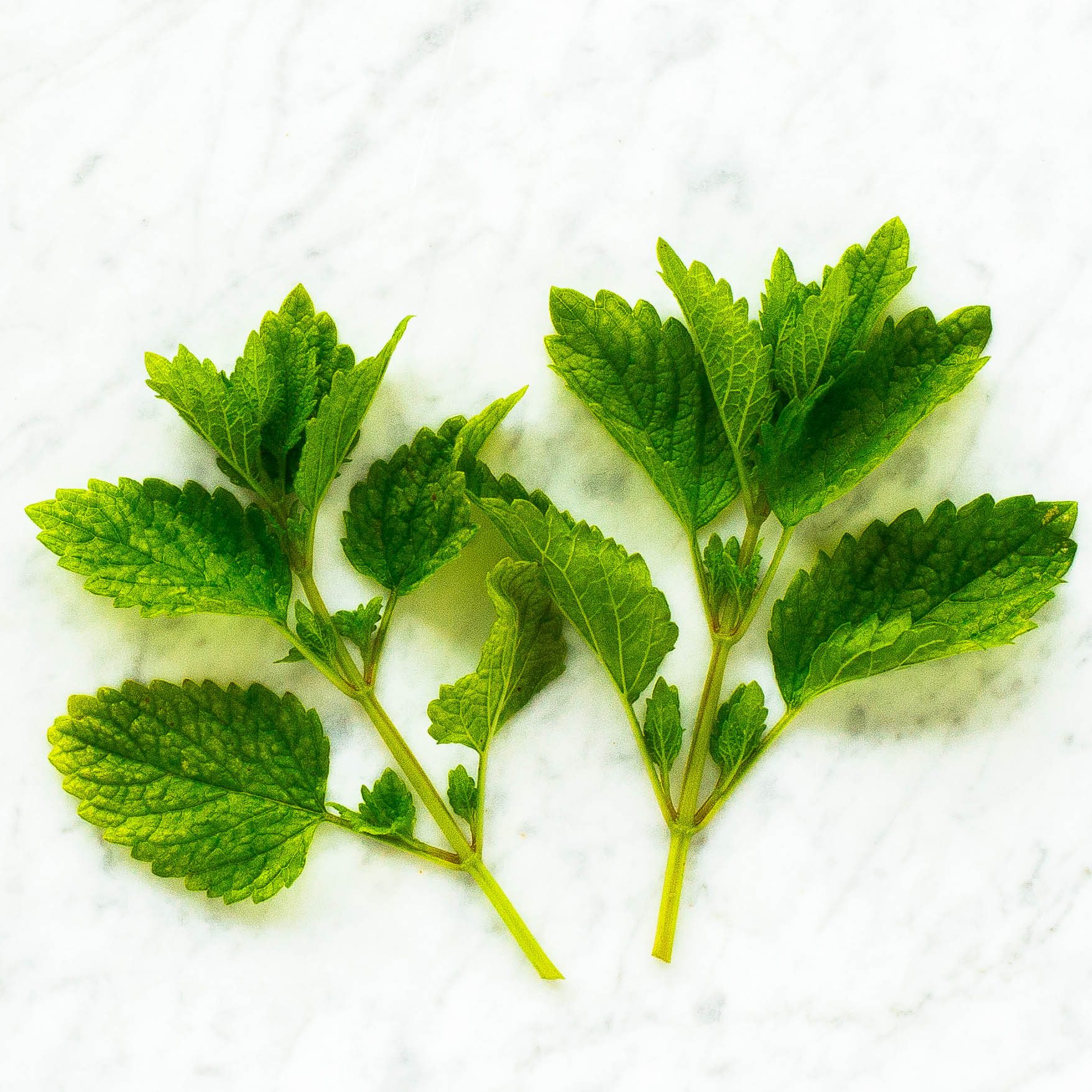 Lemon Balm