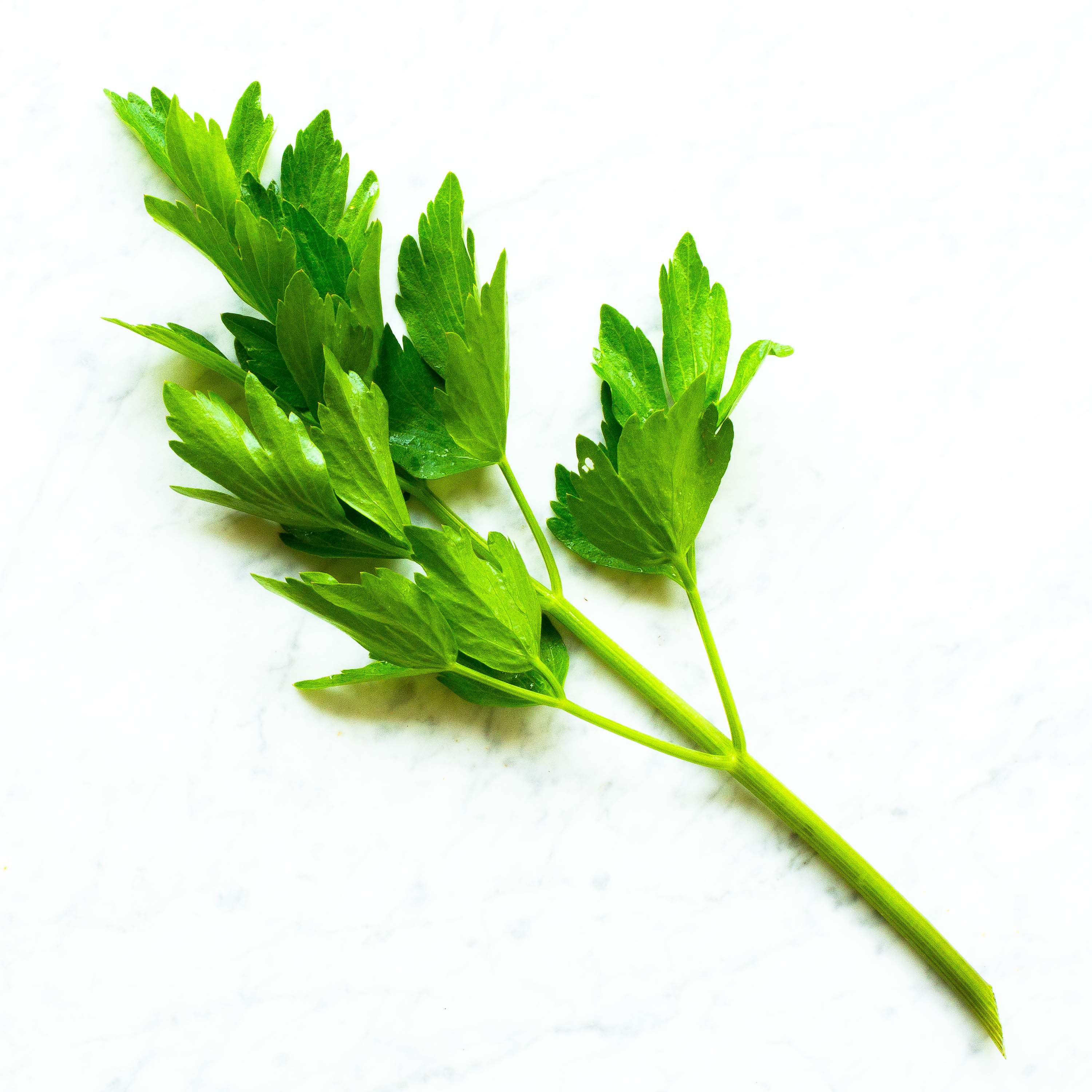 Lovage