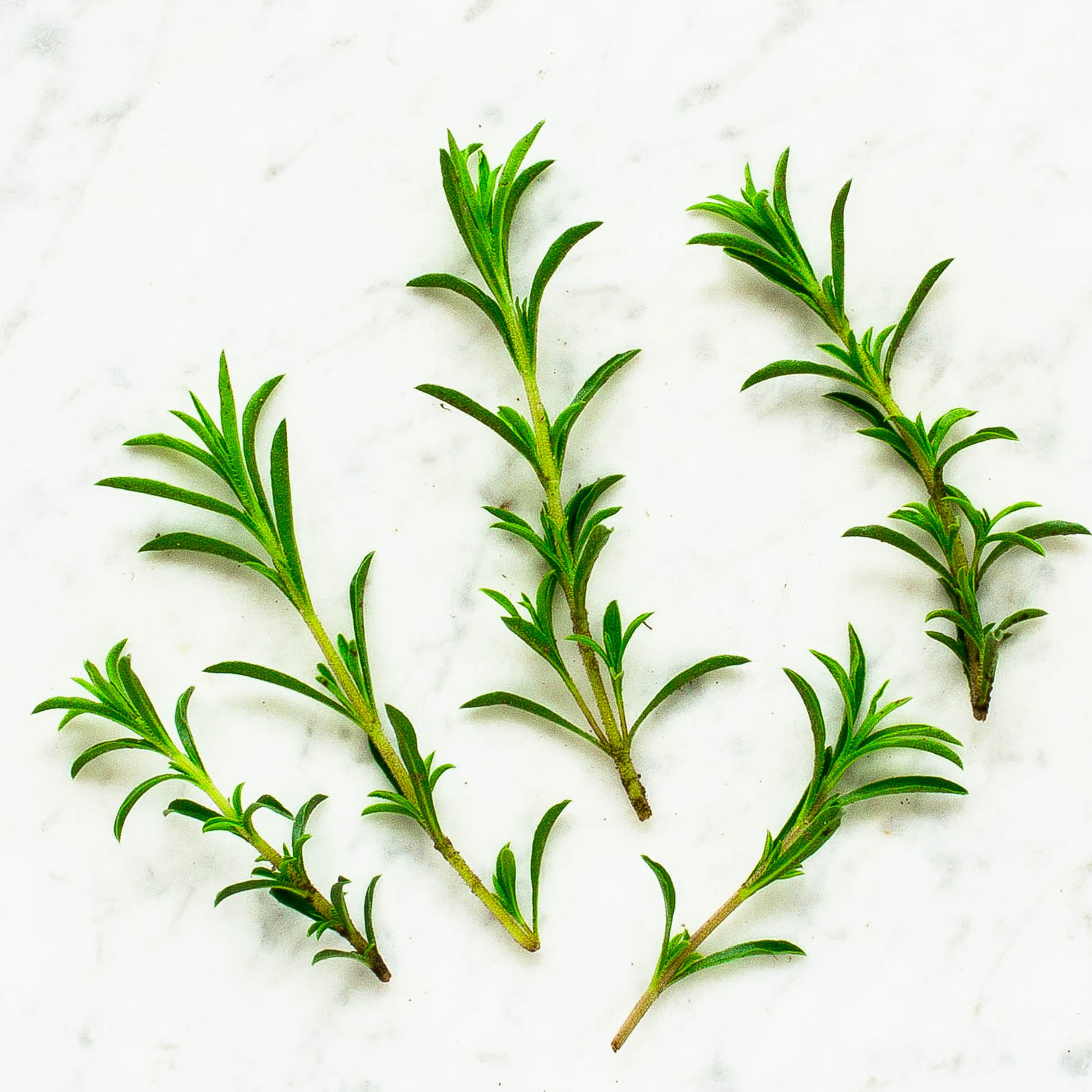 Winter Savory