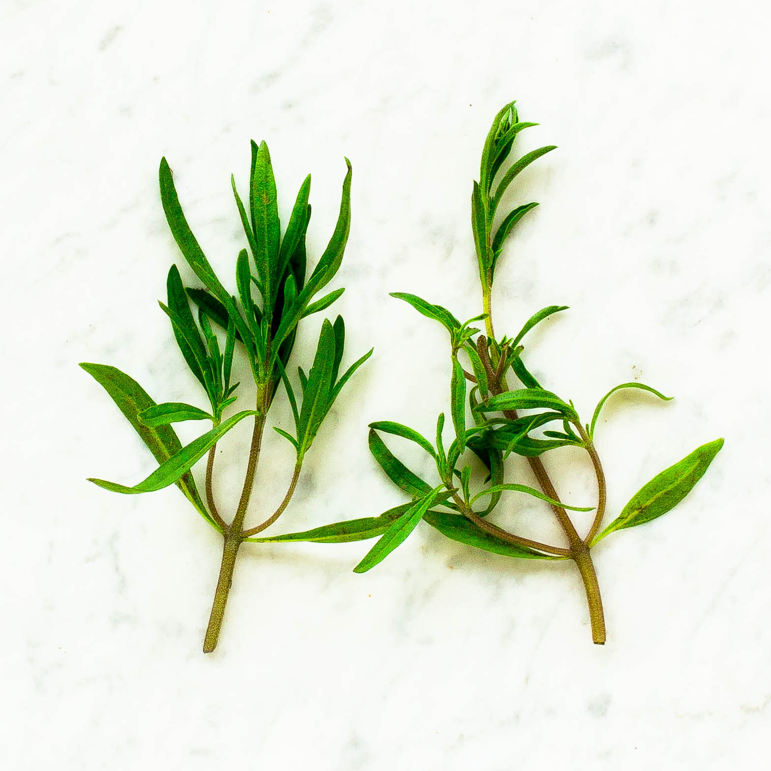 Summer Savory