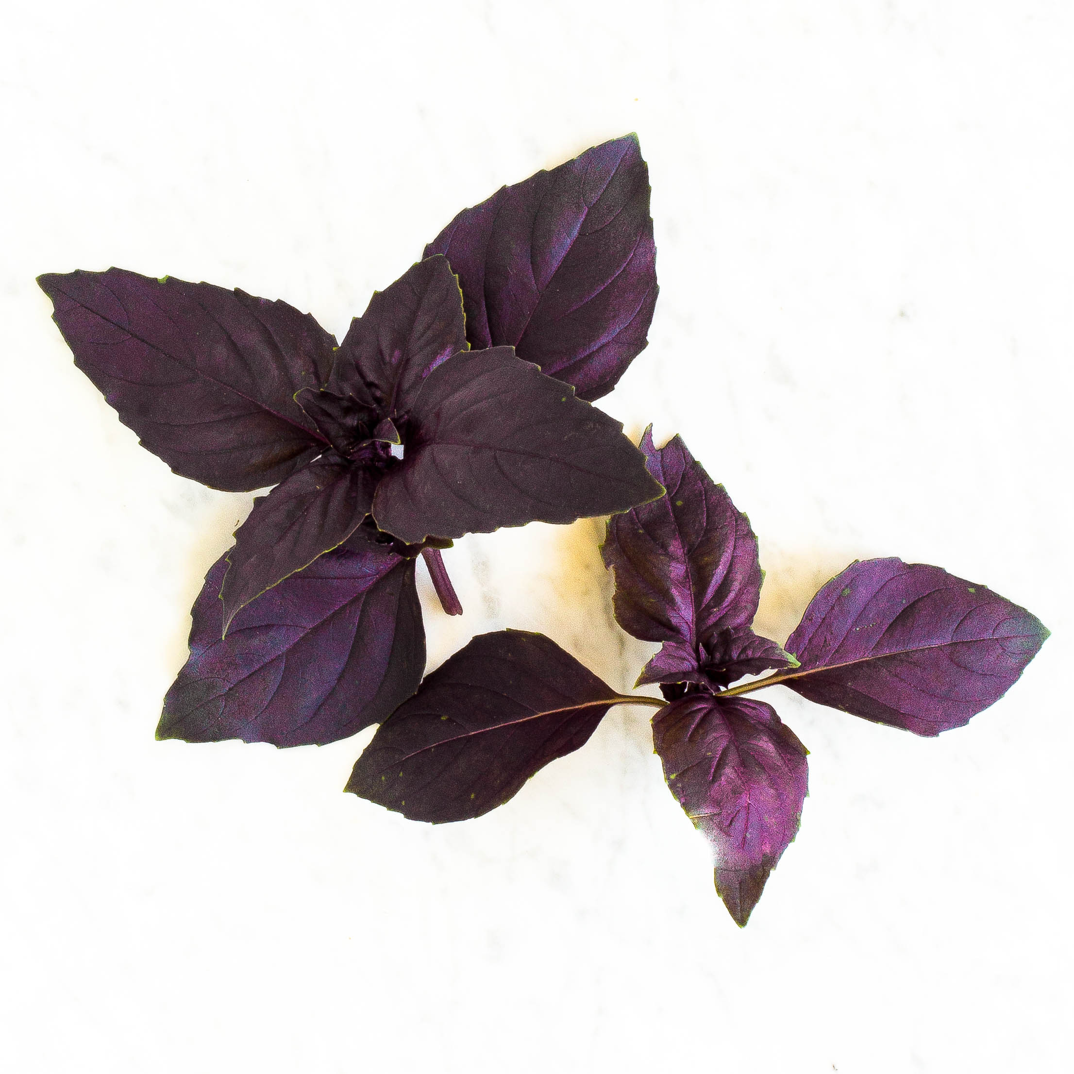 Purple Basil