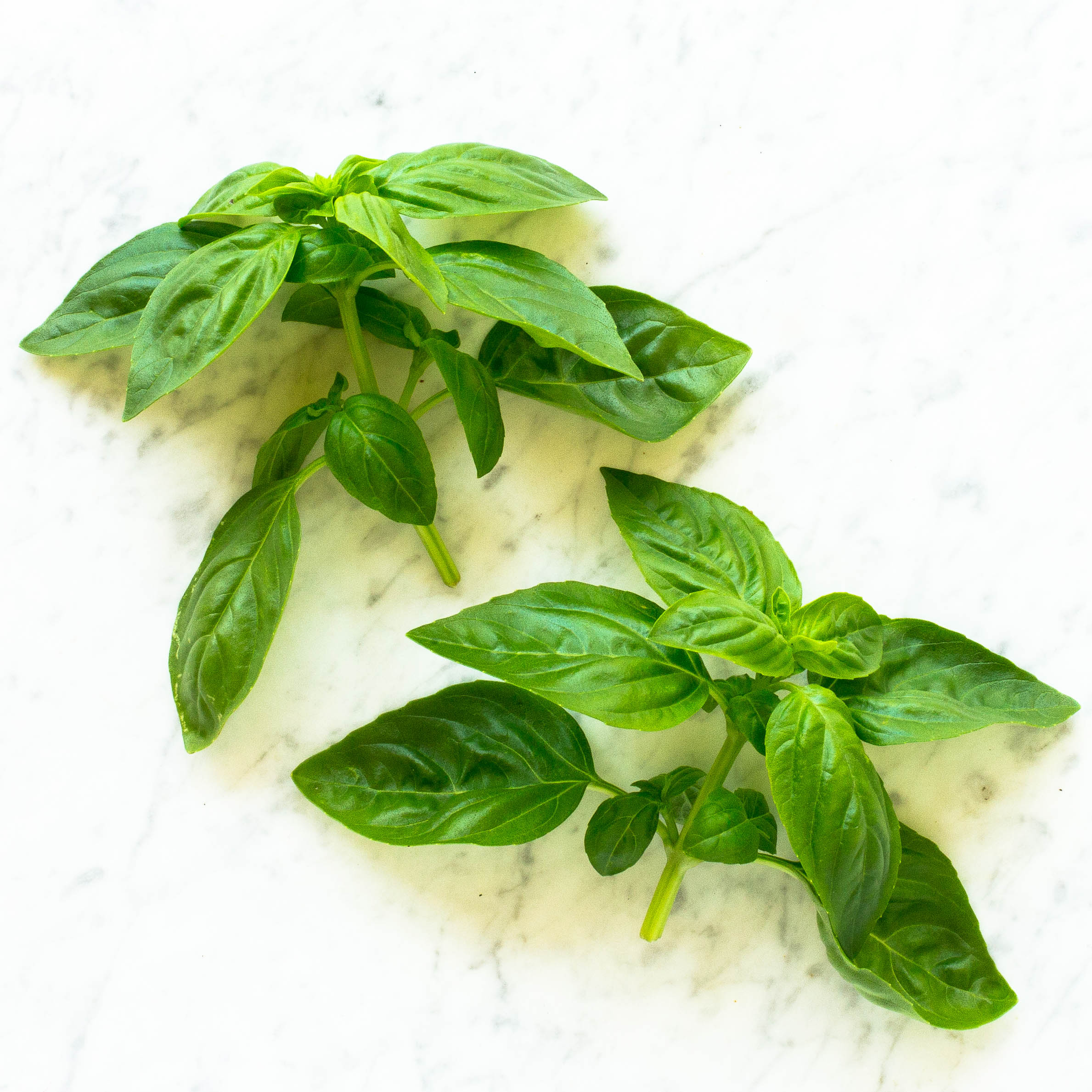 Italian Sweet Basil