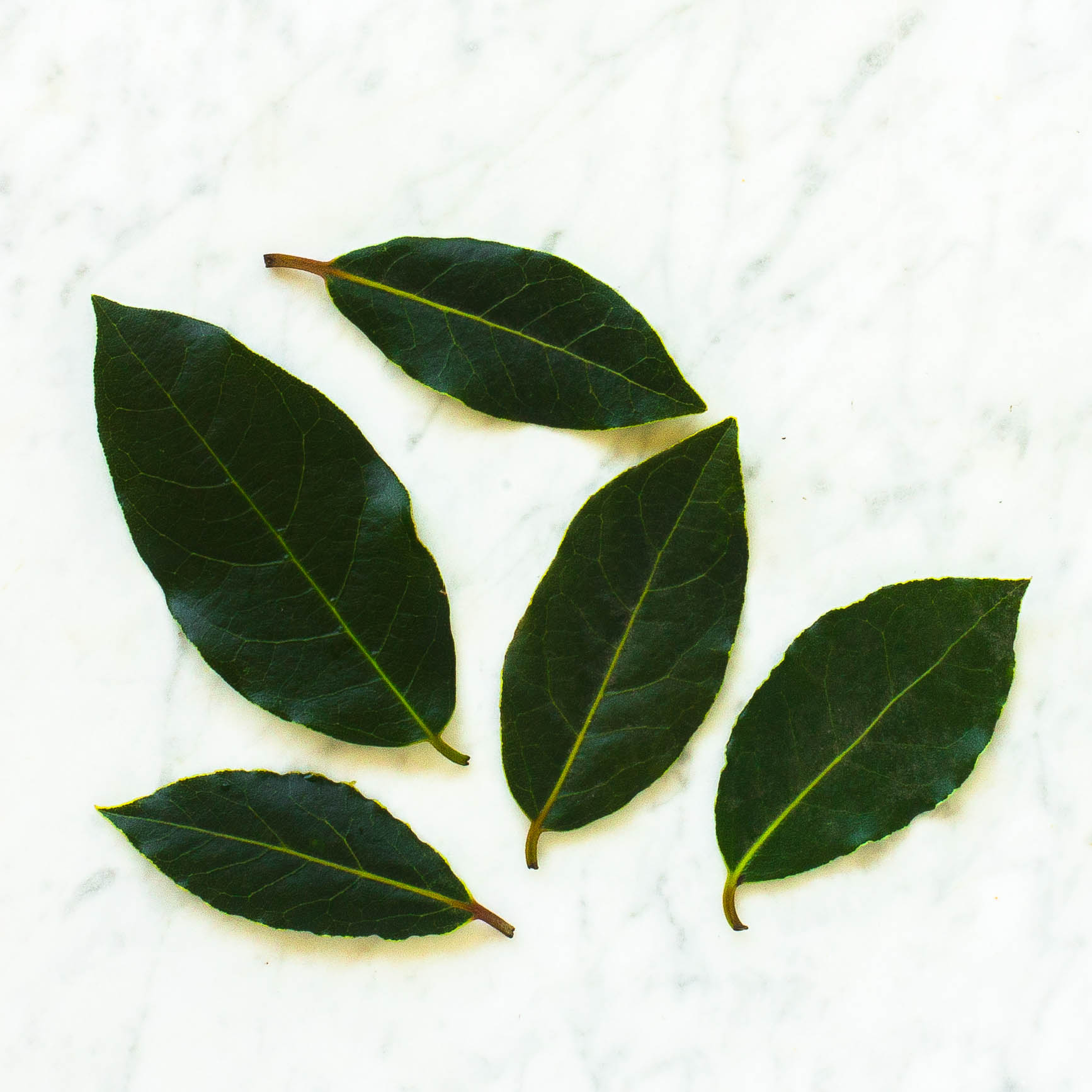 Bay Leaf