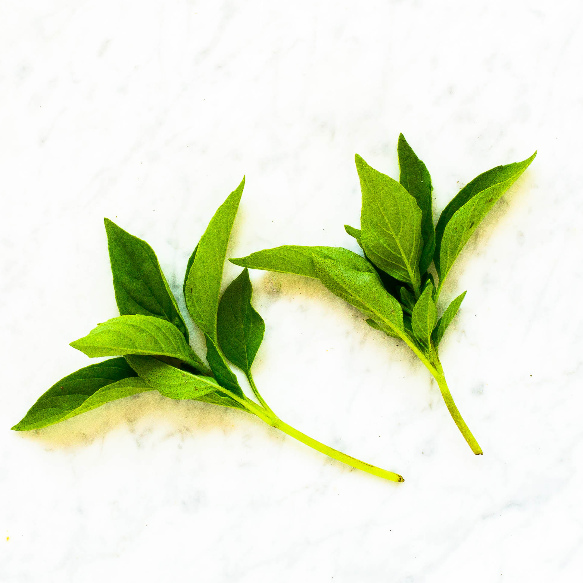 Lemon Basil