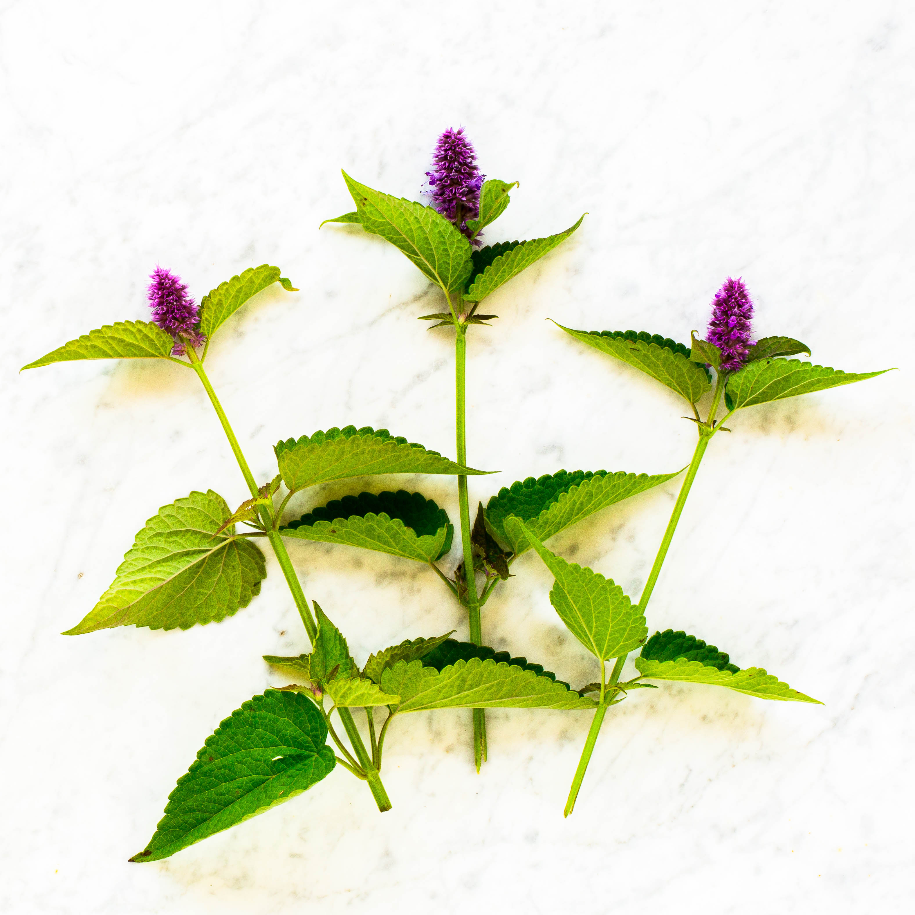 Anise Hyssop