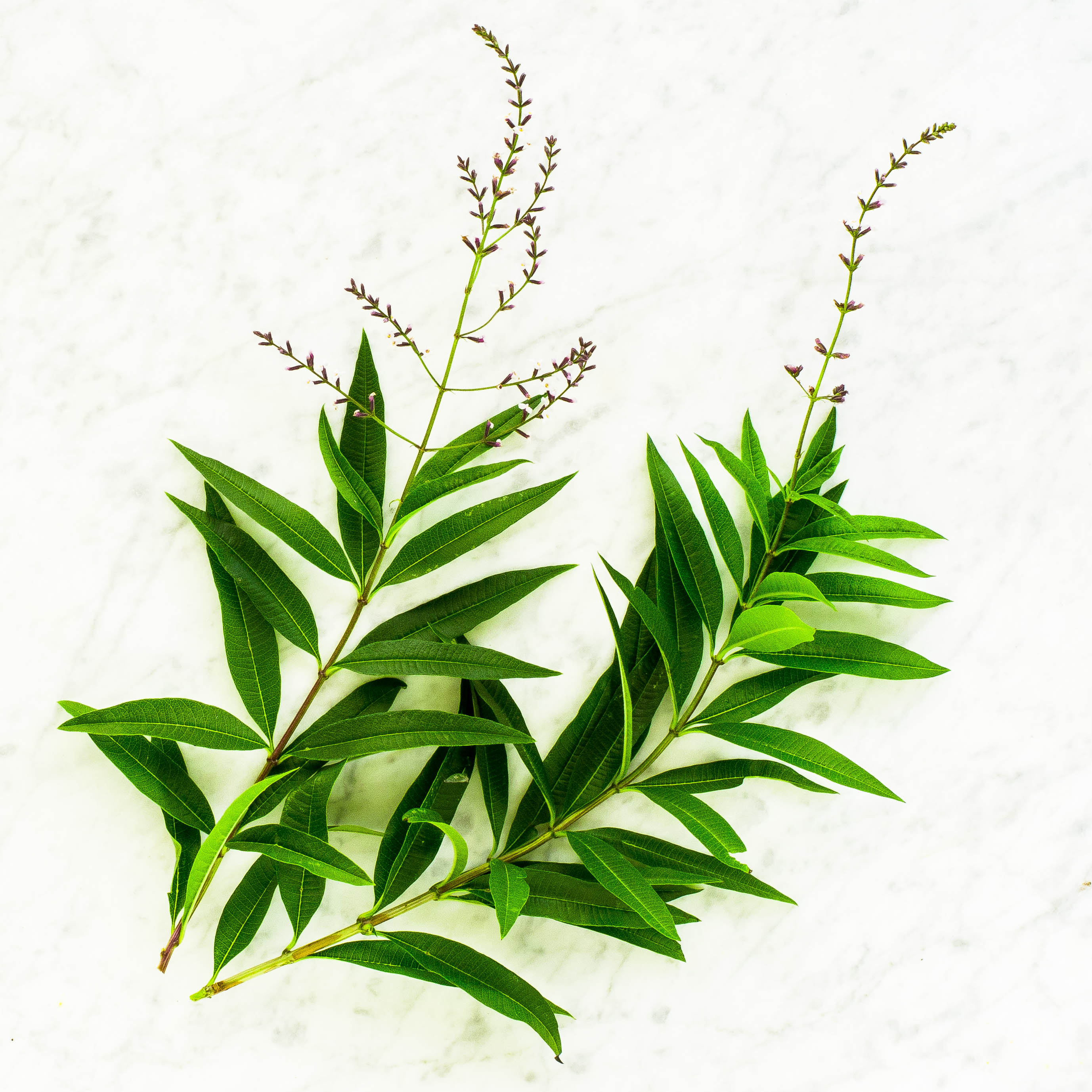 Lemon Verbena