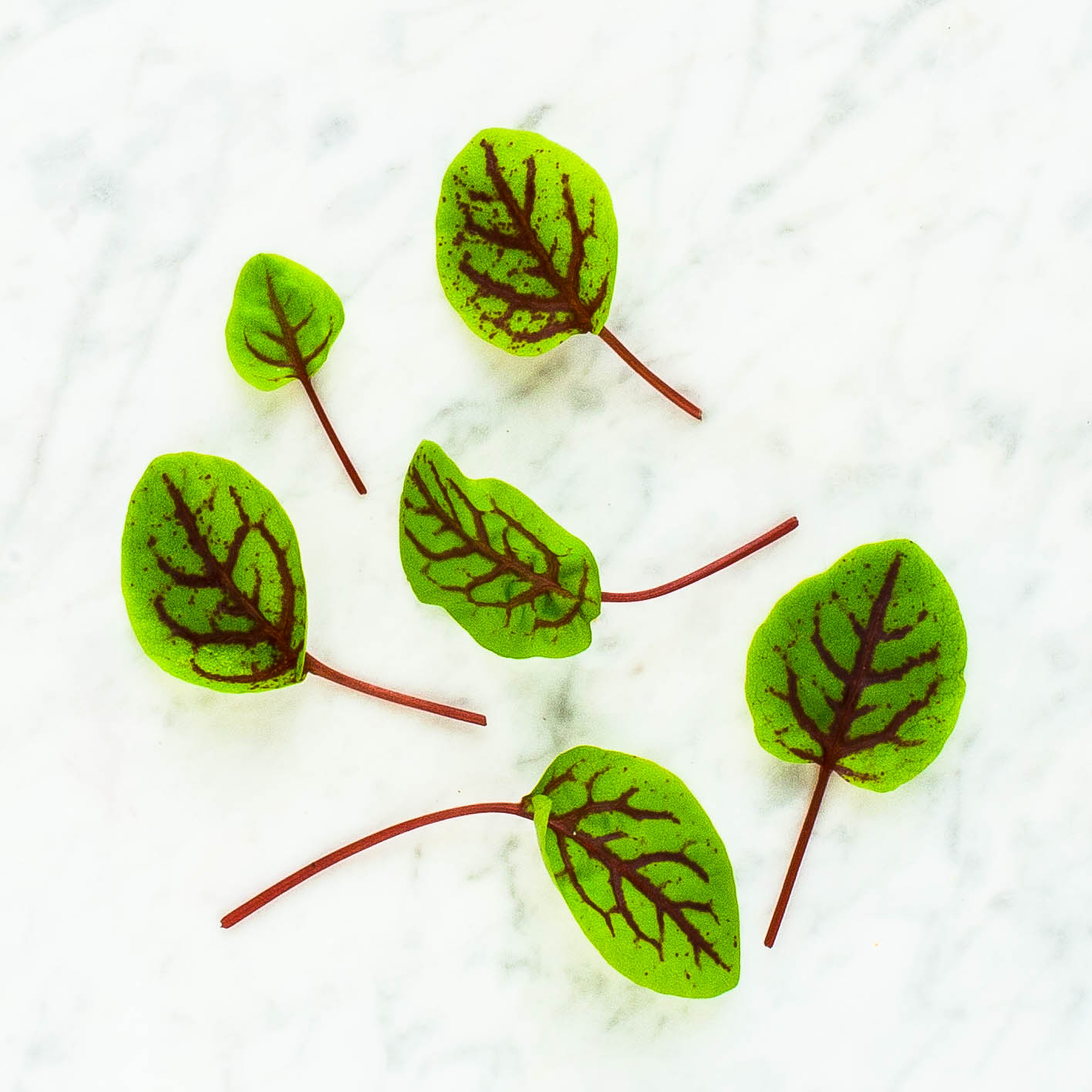 Red-Veined Sorrel