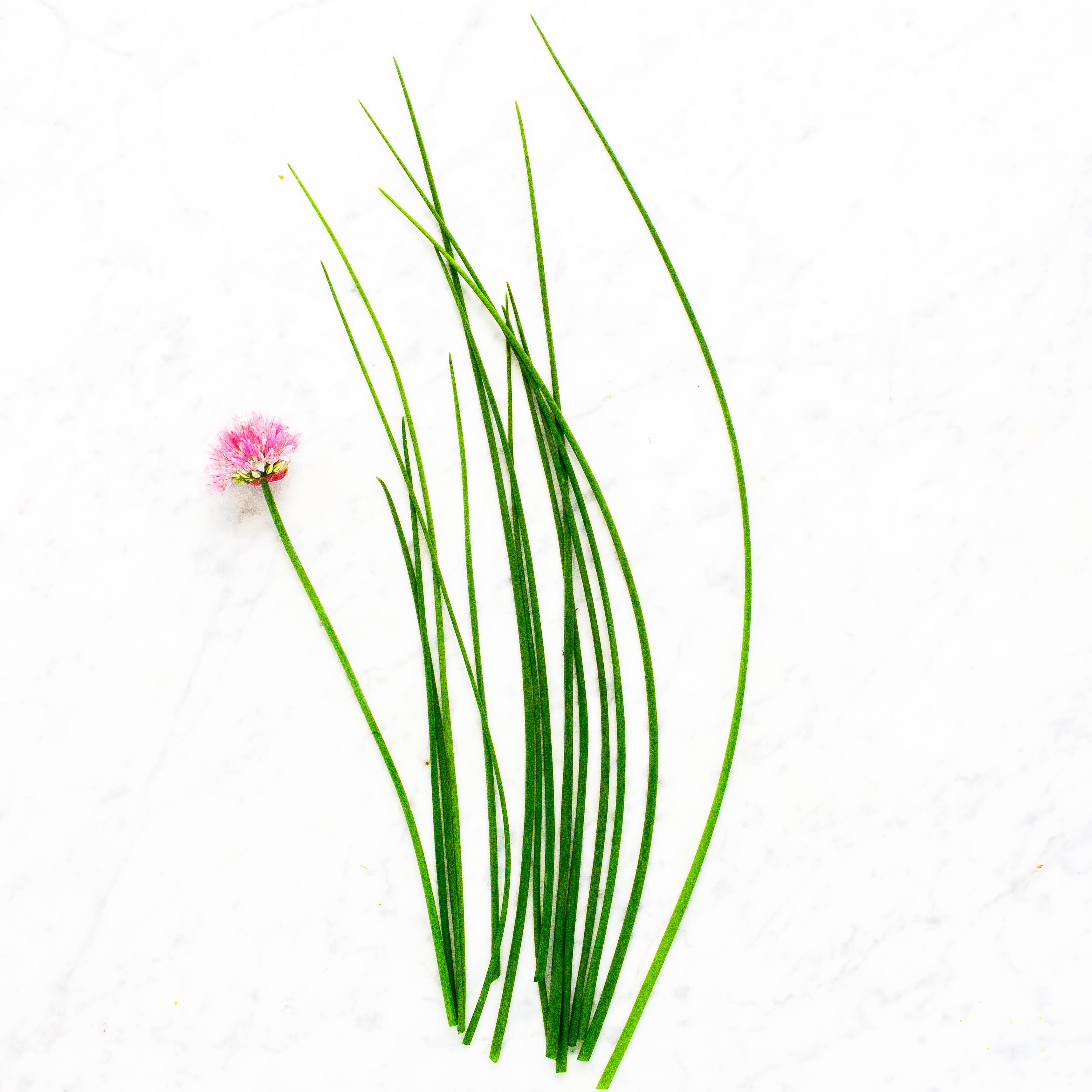 Chives