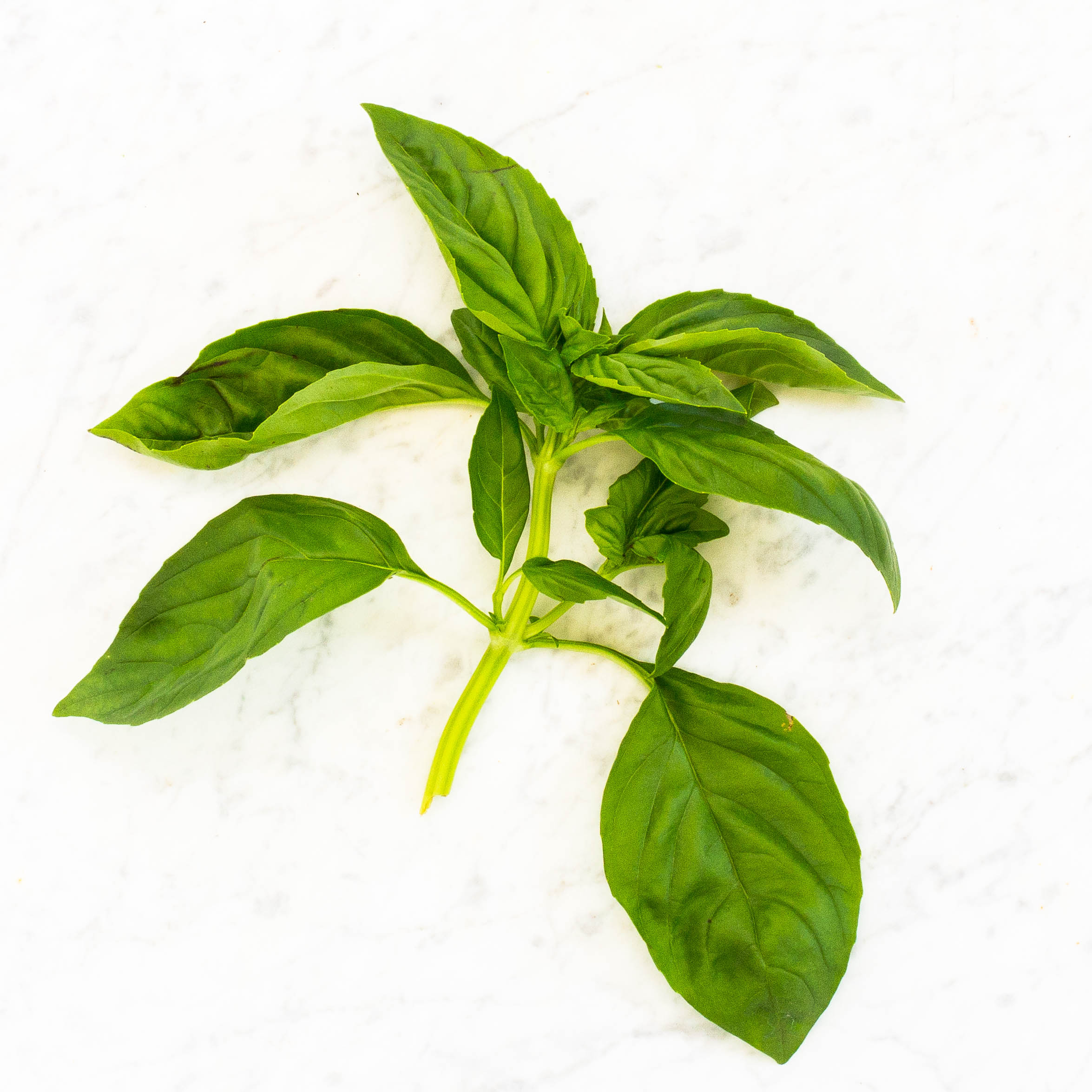 Basil