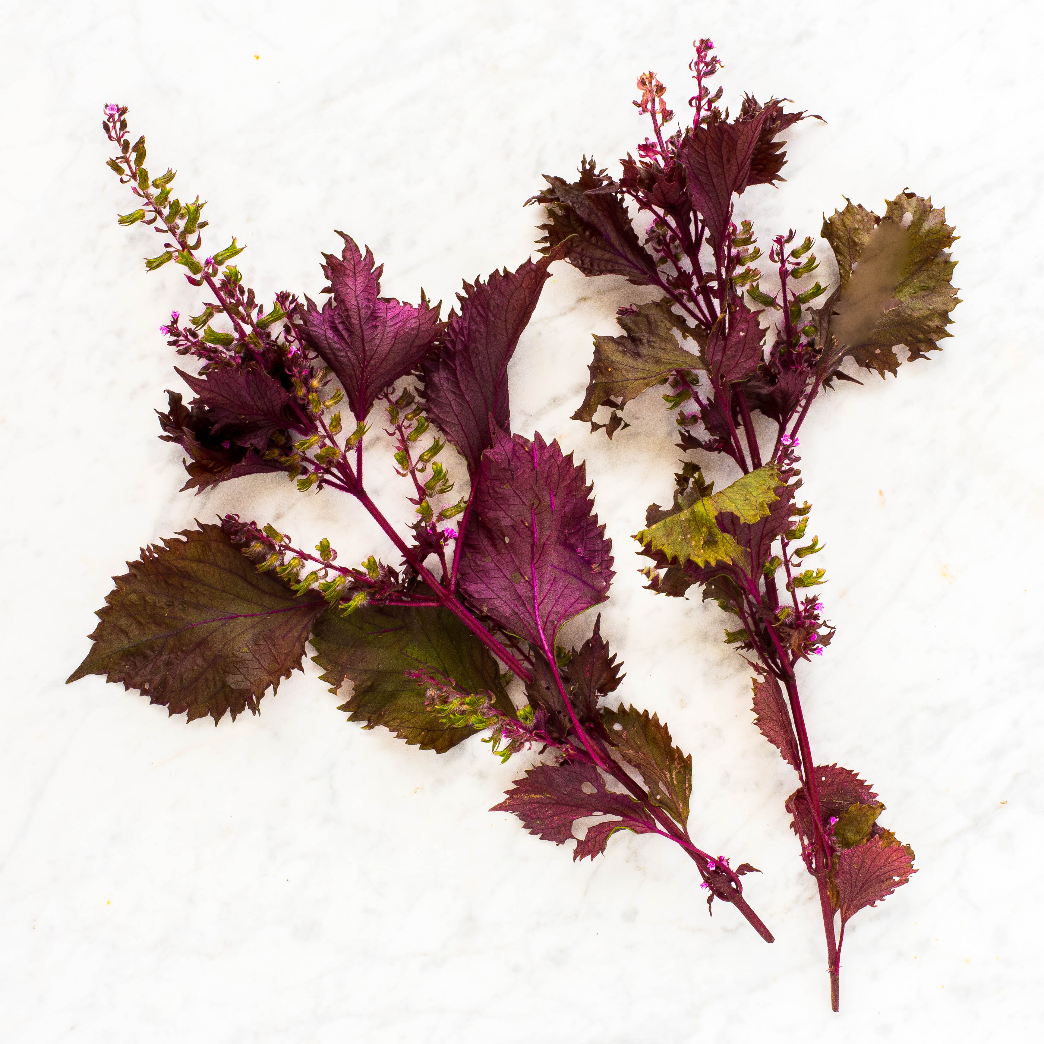 Red Shiso
