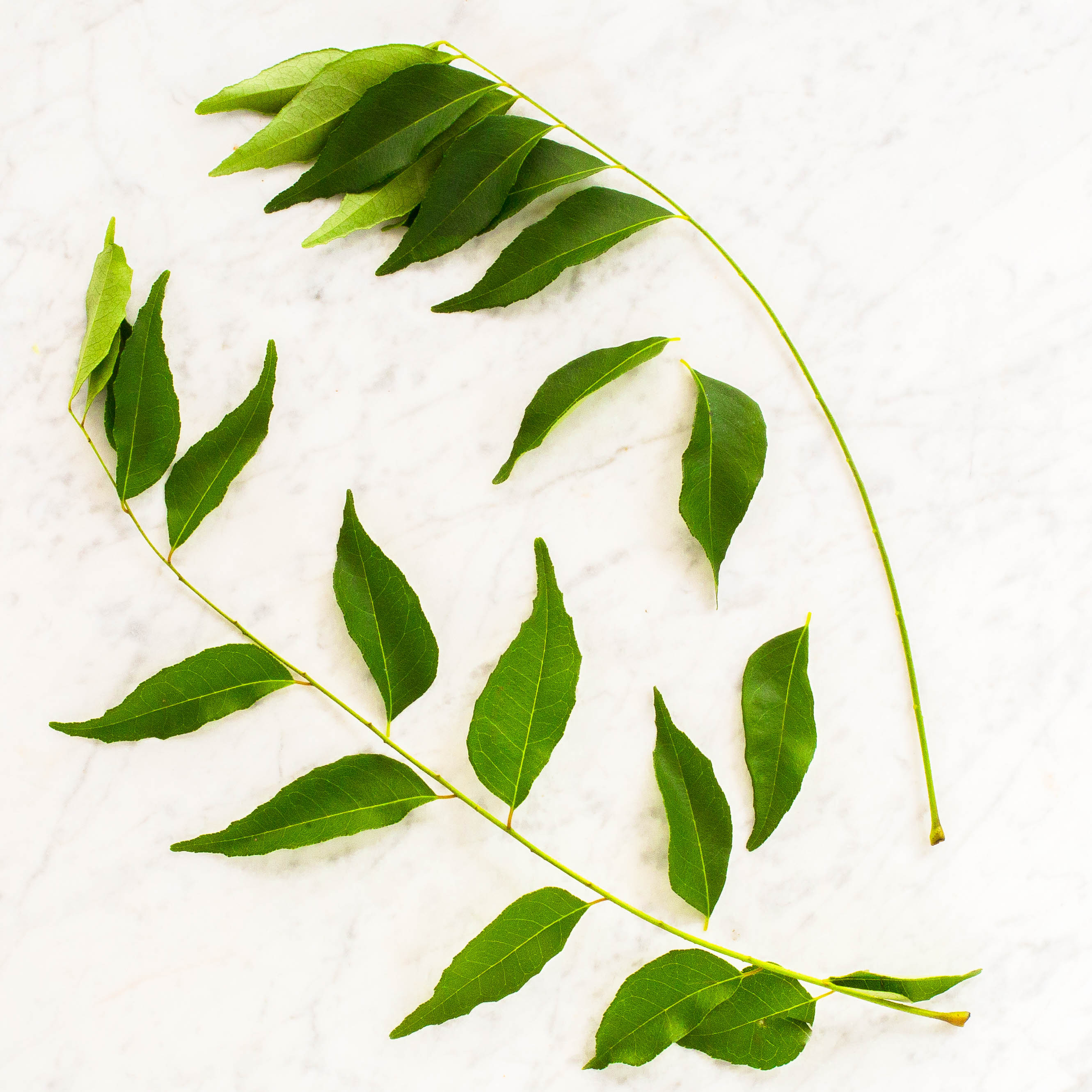 Curry Leaf
