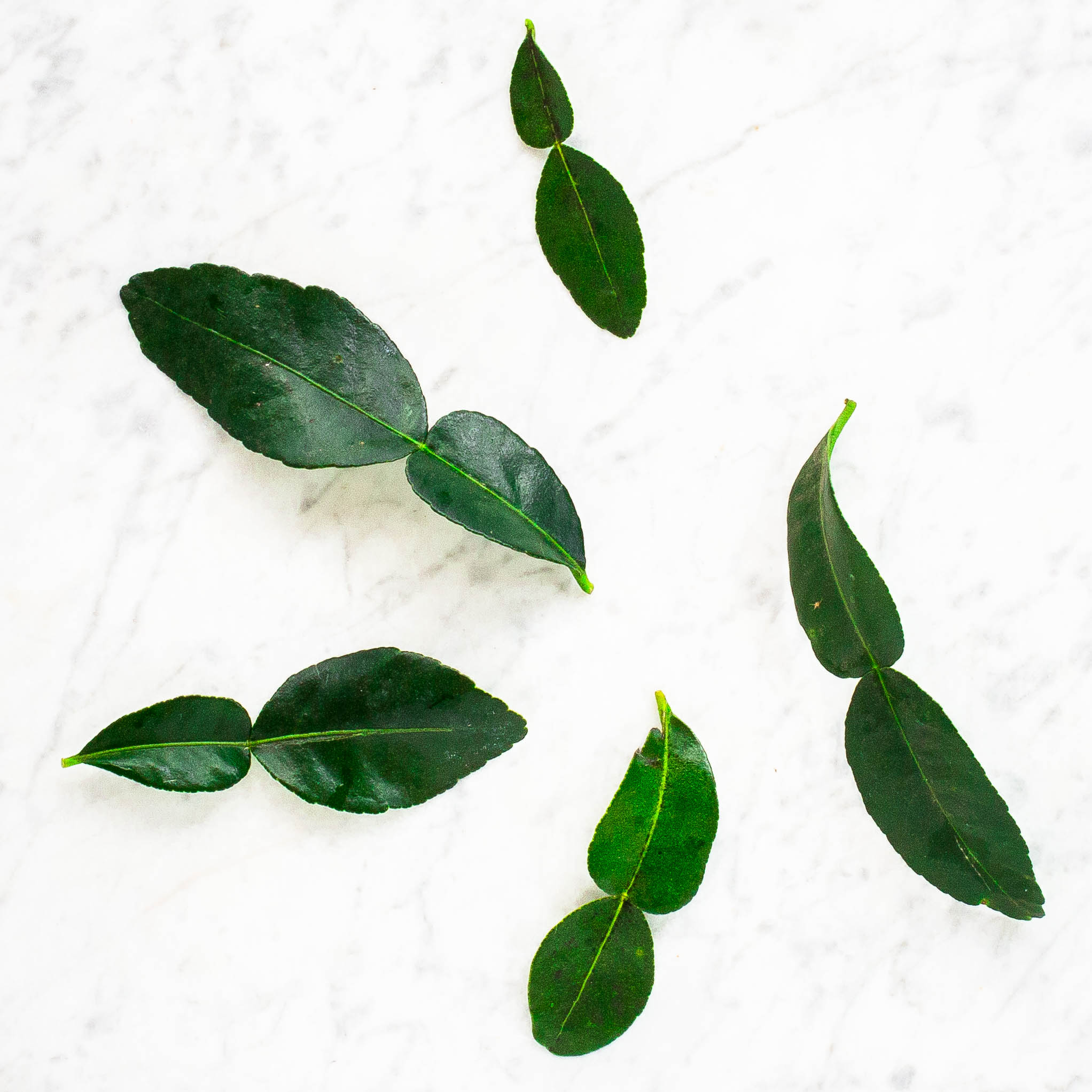 Makrut Lime Leaf