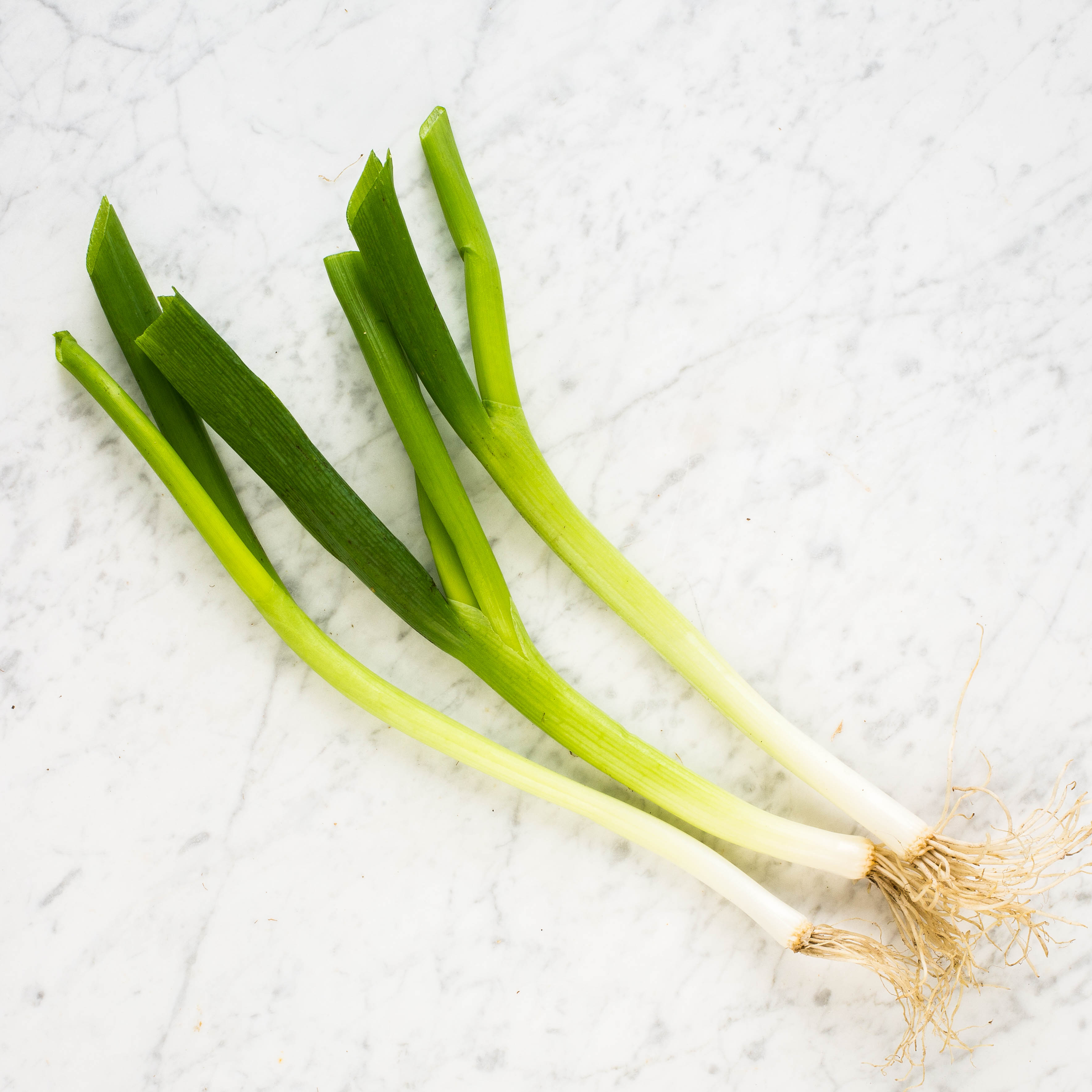 Scallion