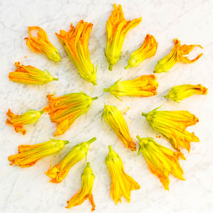 Squash Blossoms