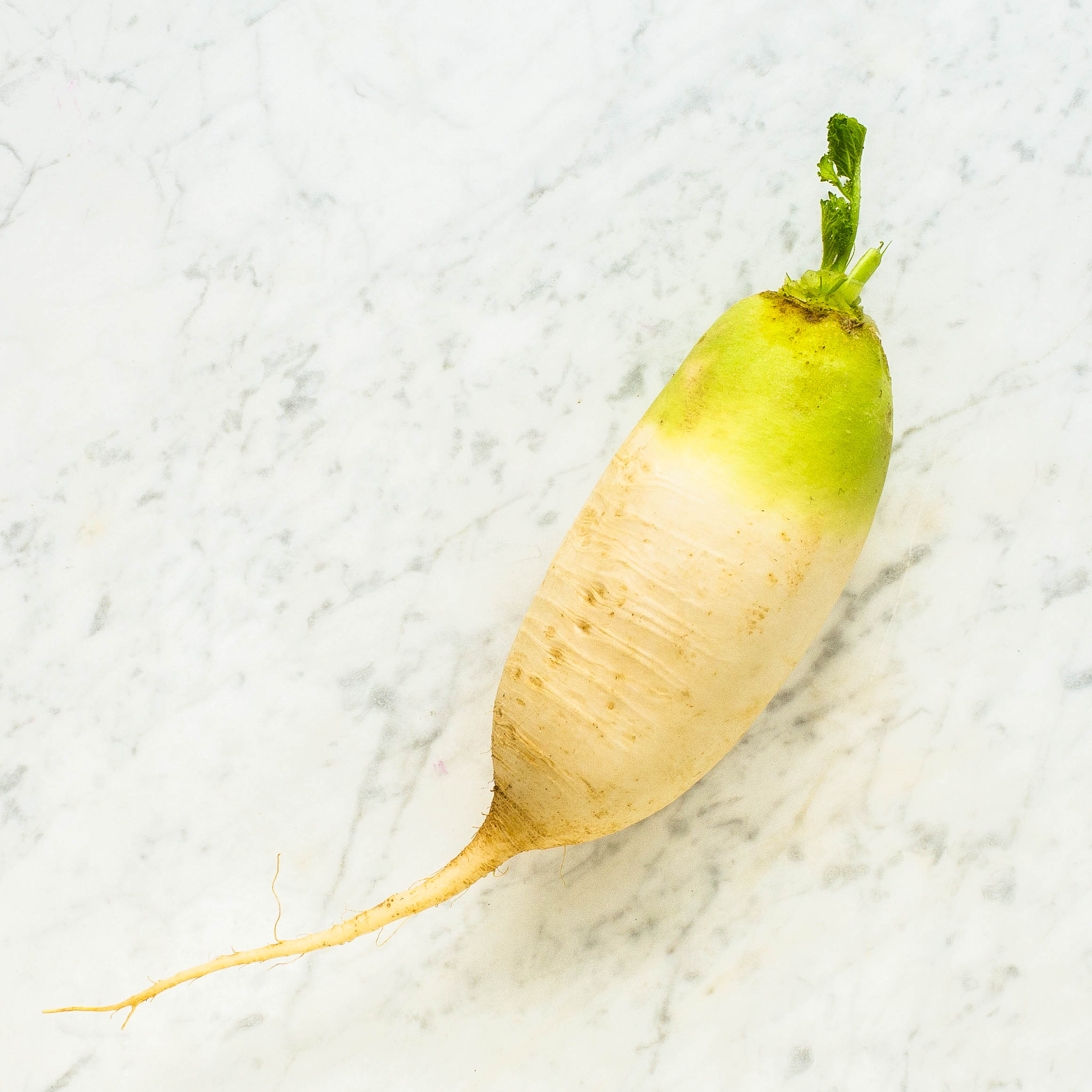 Korean Radish