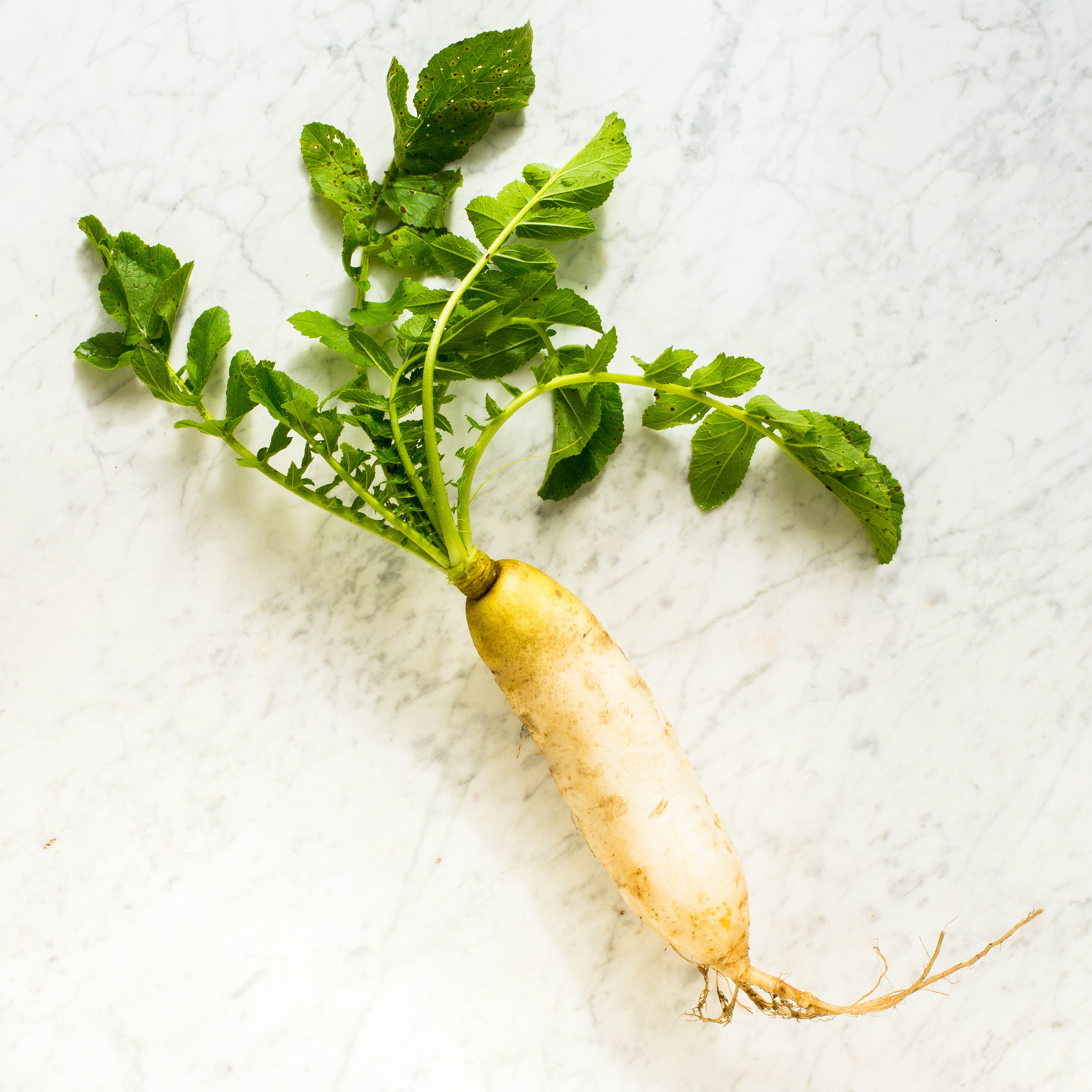 Daikon