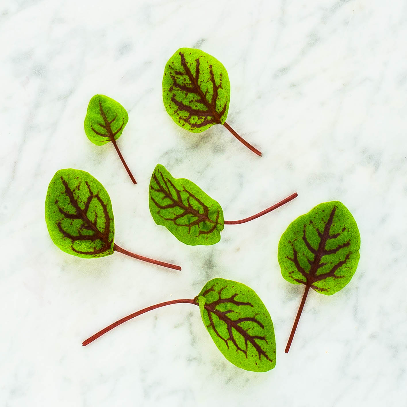 Red-veined Sorrel