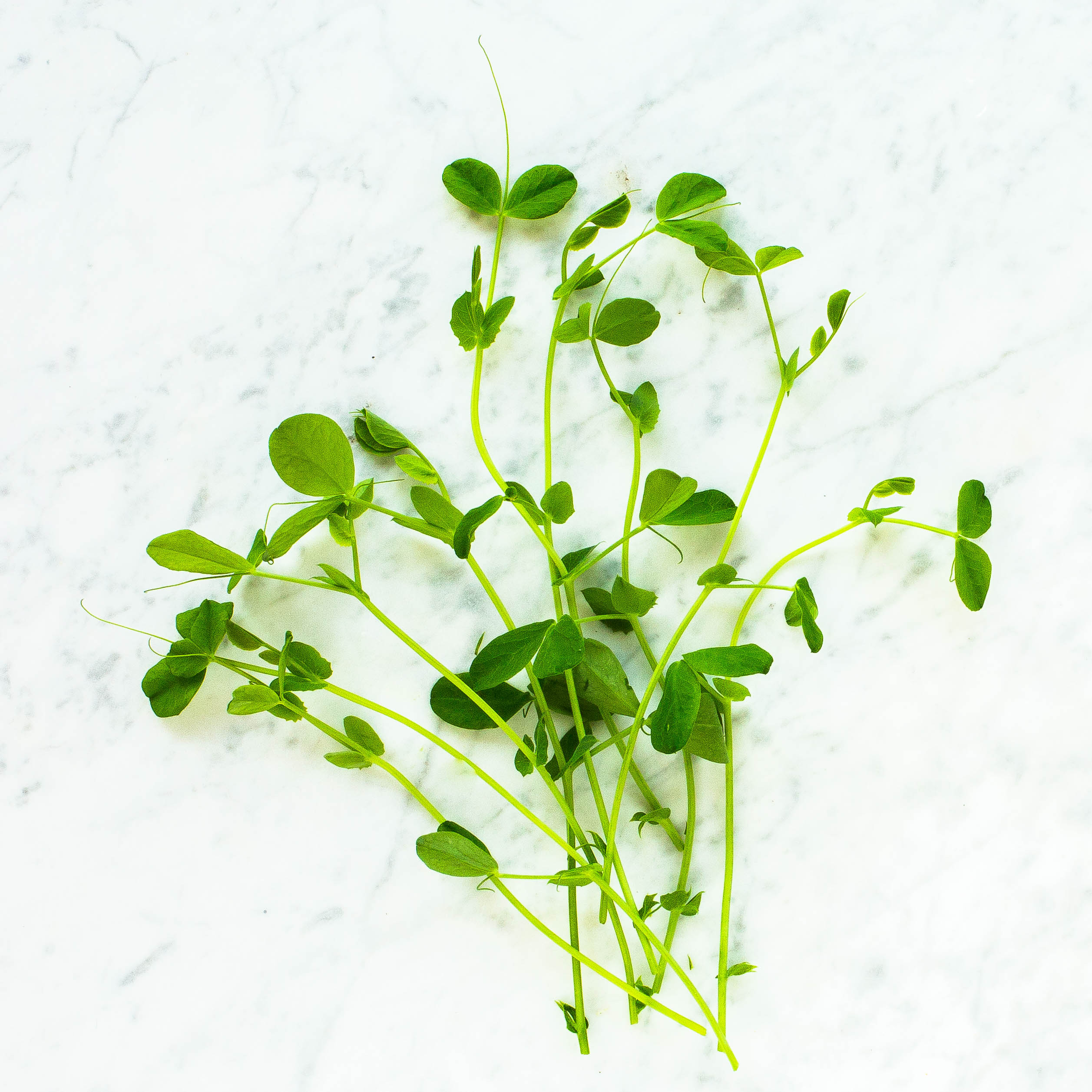 Pea Shoots